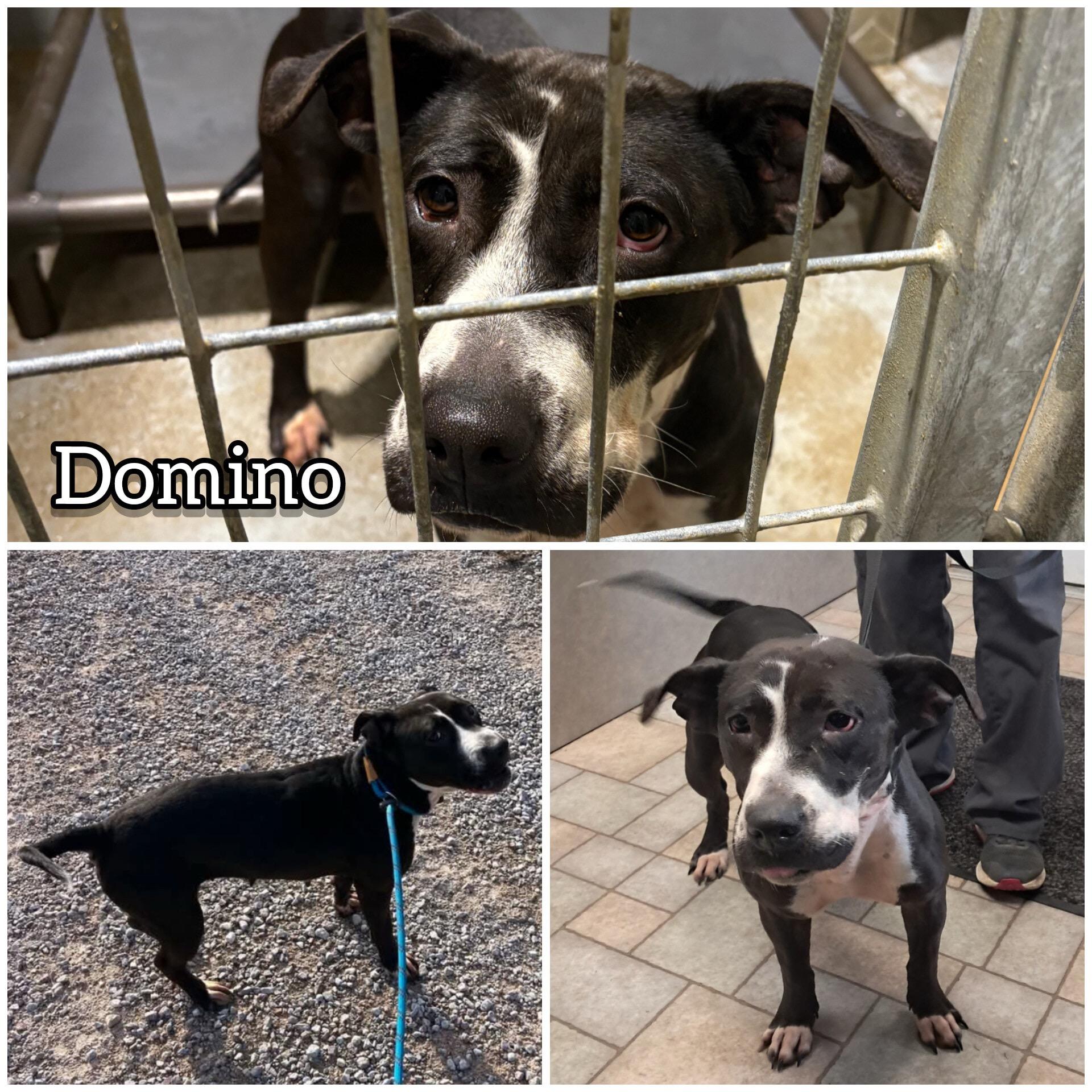 Domino, a Adoptable mixed breed in Hollister, MO image 4/5