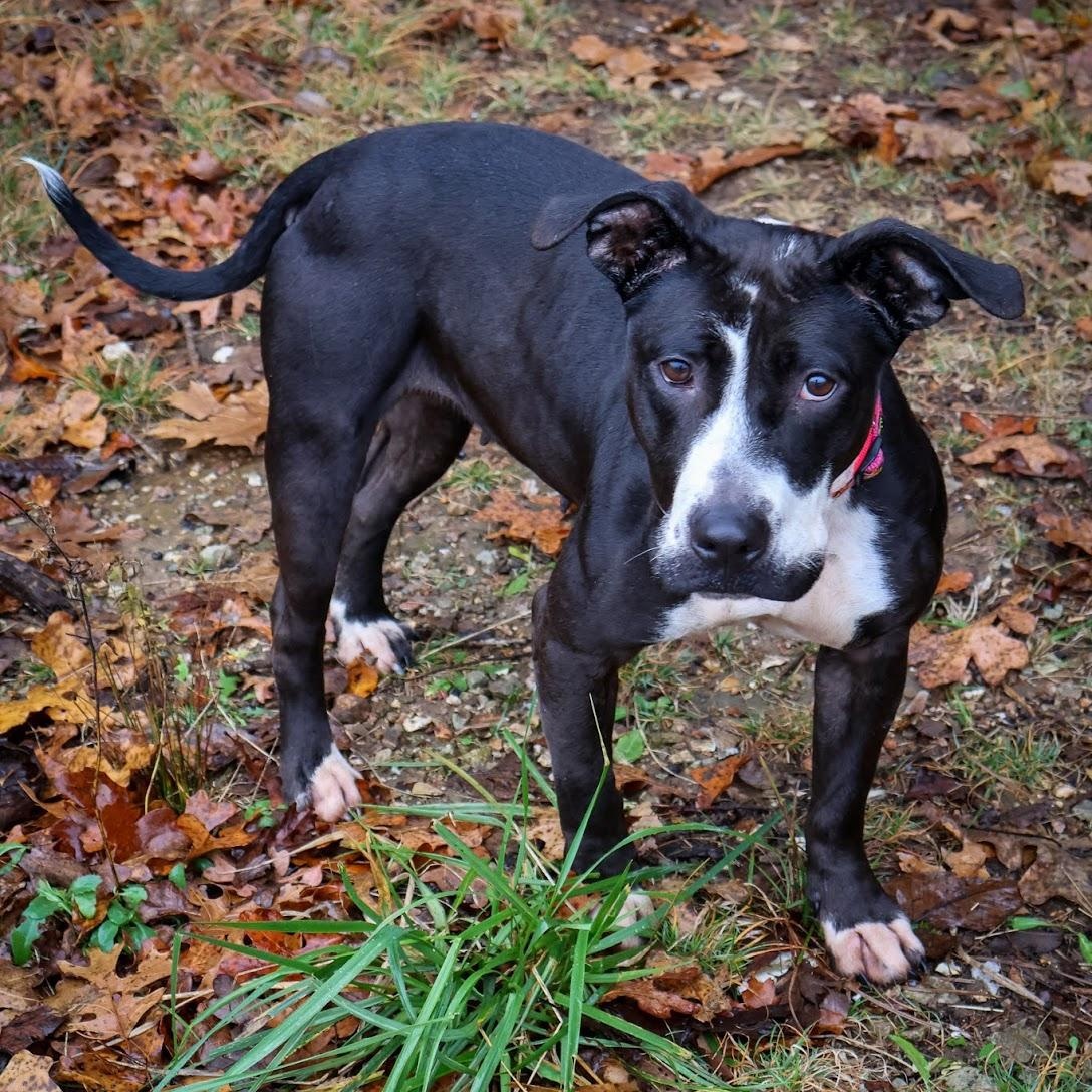Domino, a Adoptable mixed breed in Hollister, MO image 5/5