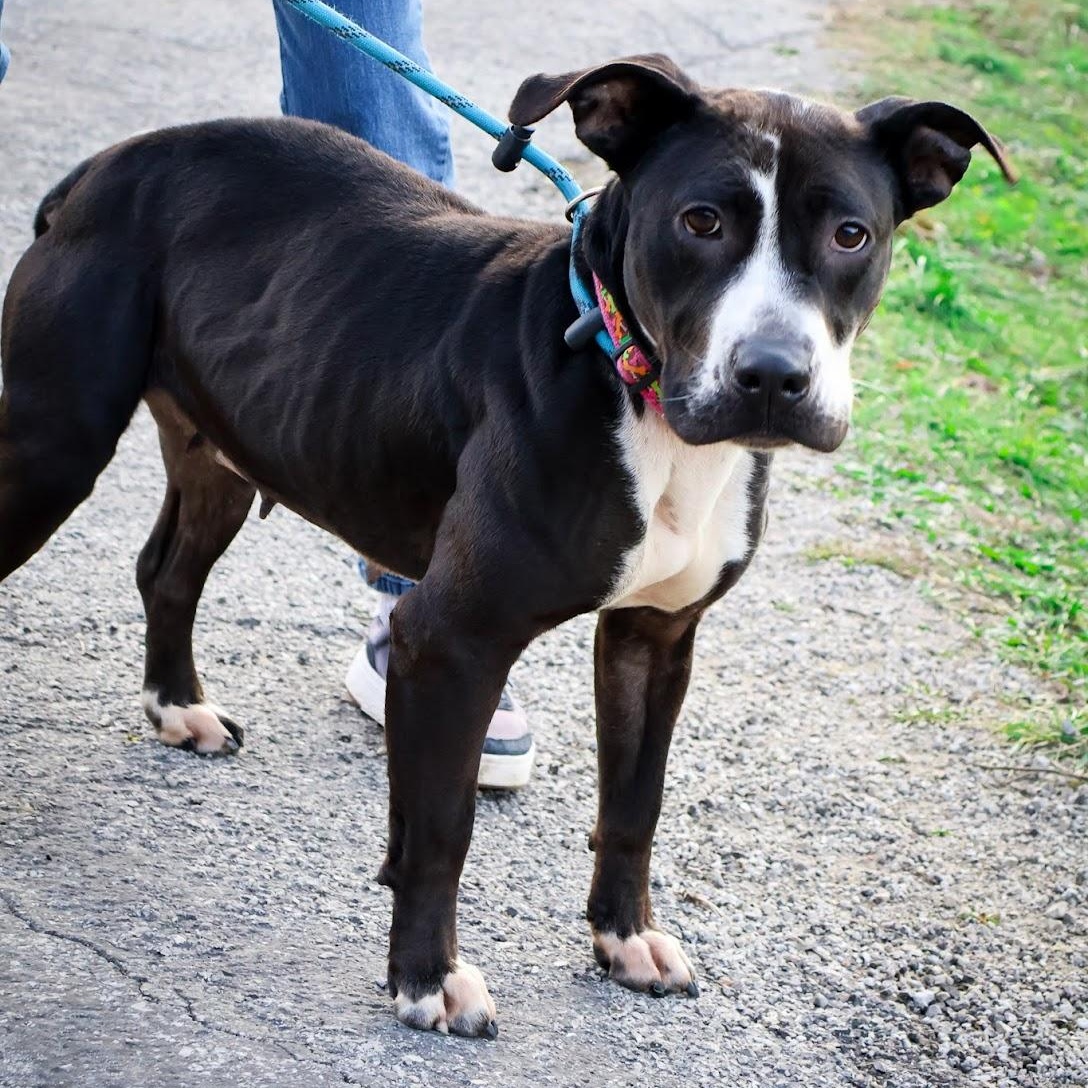 Domino, a Adoptable mixed breed in Hollister, MO image 1/5