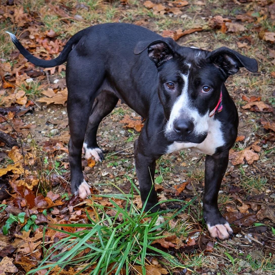 Domino, Adoptable, Adult Female Pit Bull Terrier.