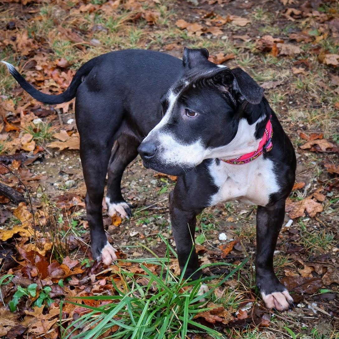 Domino, a Adoptable mixed breed in Hollister, MO image 3/5