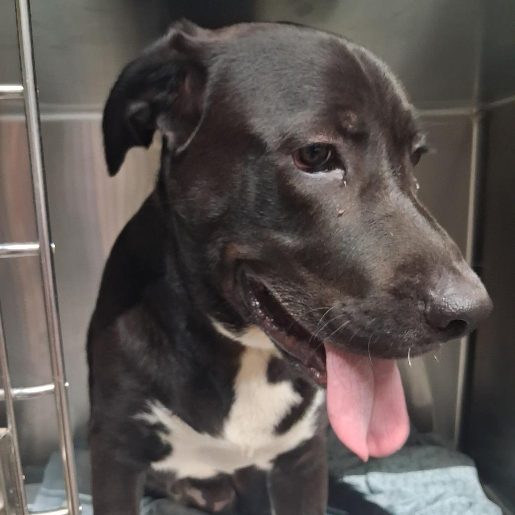Toby, Adoptable, Adult Male Mixed Breed.