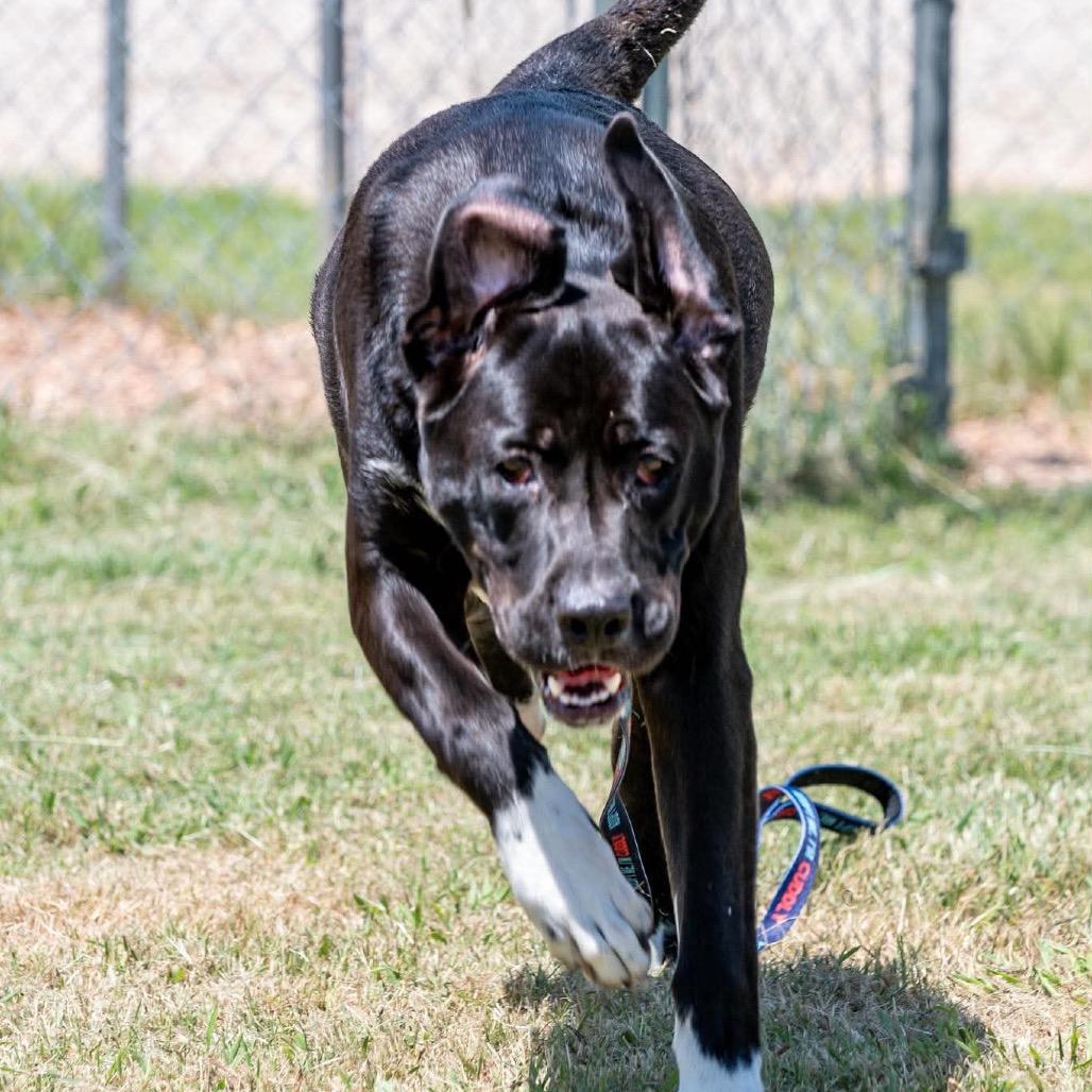 Toby, a Adoptable Mixed Breed in Pauls Valley, OK image 2/6