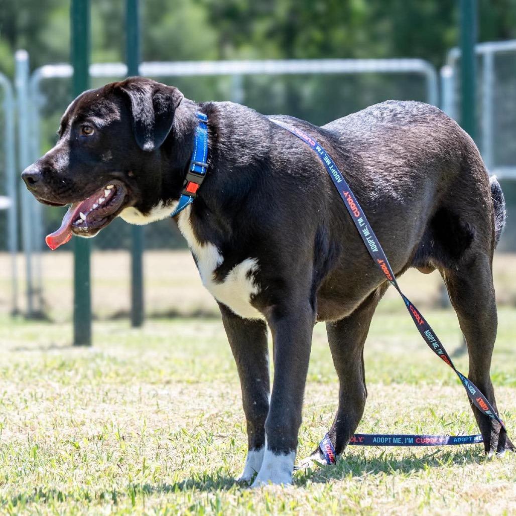Toby, a Adoptable Mixed Breed in Pauls Valley, OK image 3/6