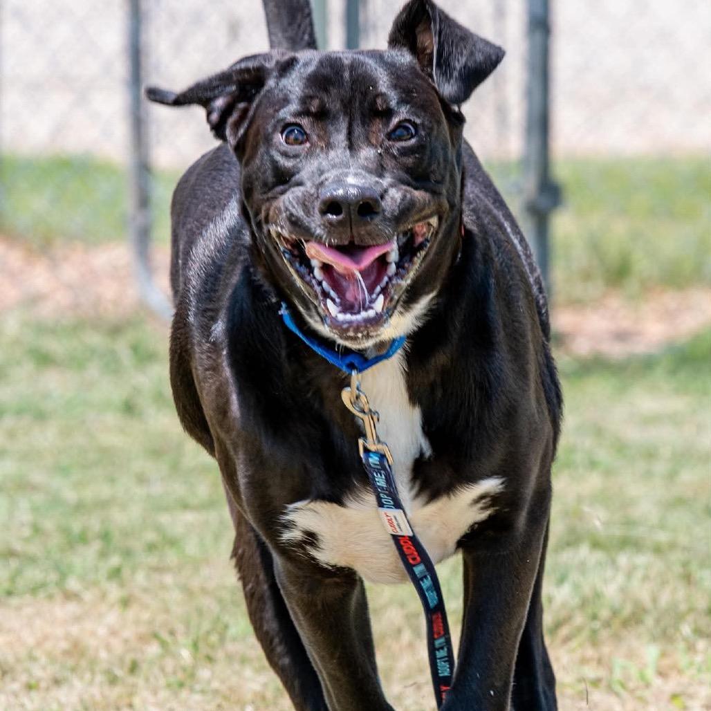 Toby, a Adoptable Mixed Breed in Pauls Valley, OK image 4/6