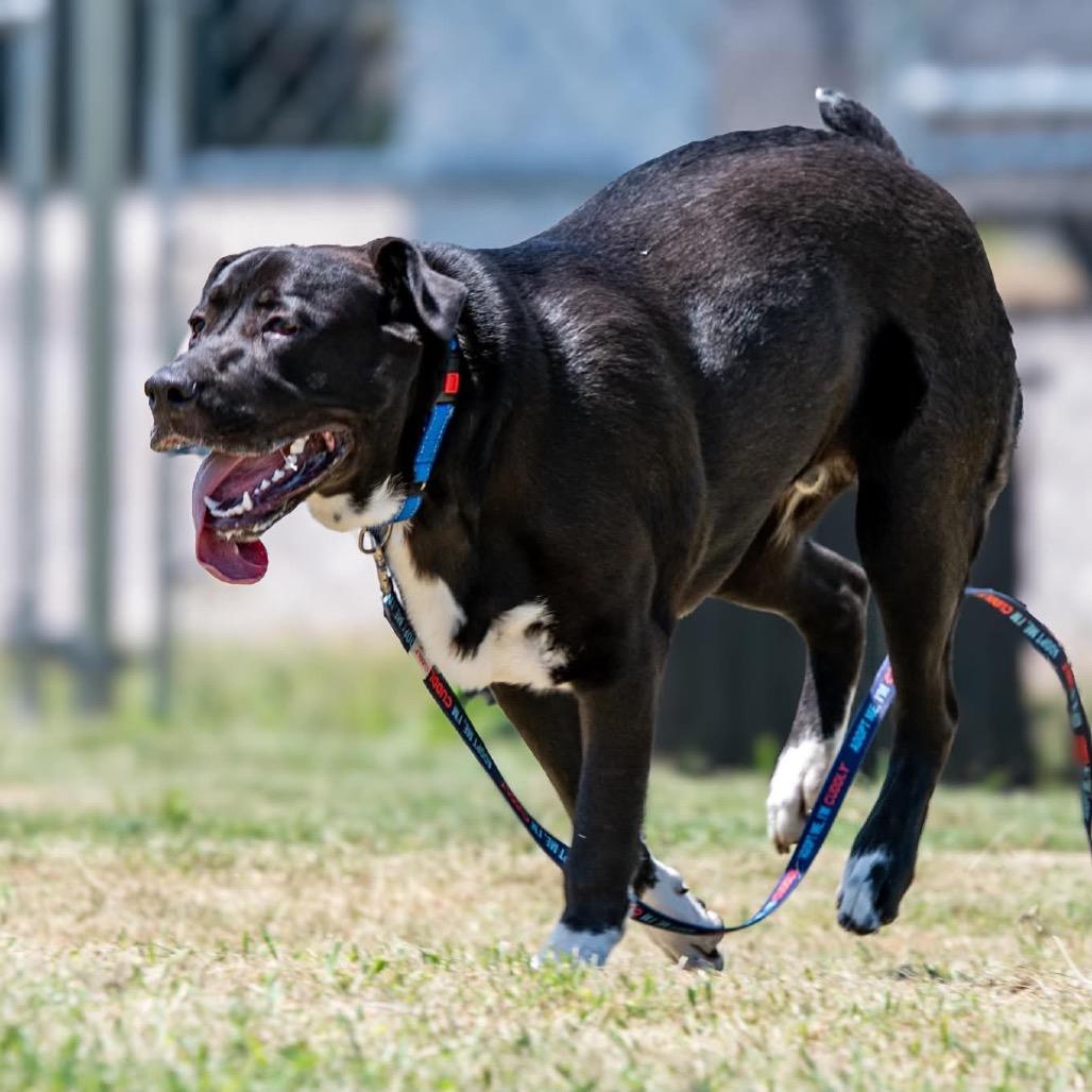 Toby, a Adoptable Mixed Breed in Pauls Valley, OK image 5/6