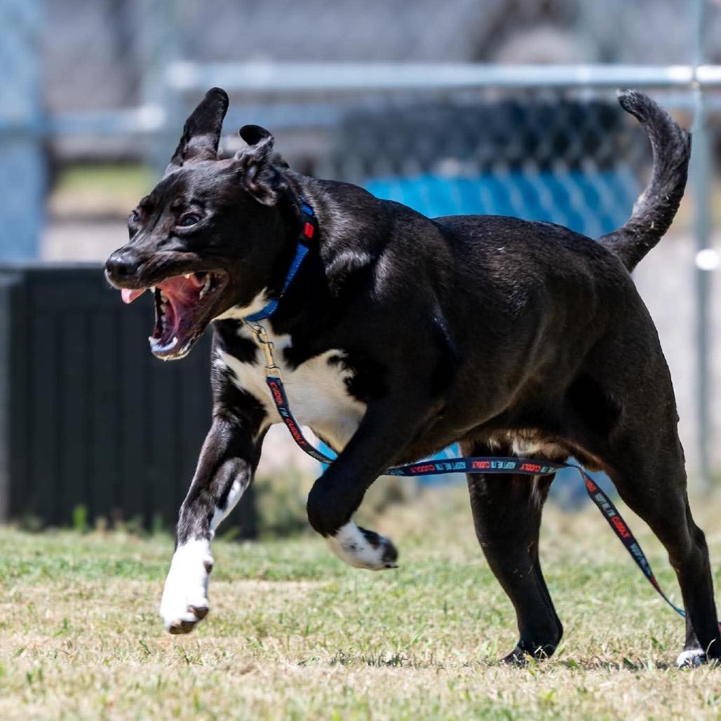 Toby, a Adoptable Mixed Breed in Pauls Valley, OK image 6/6