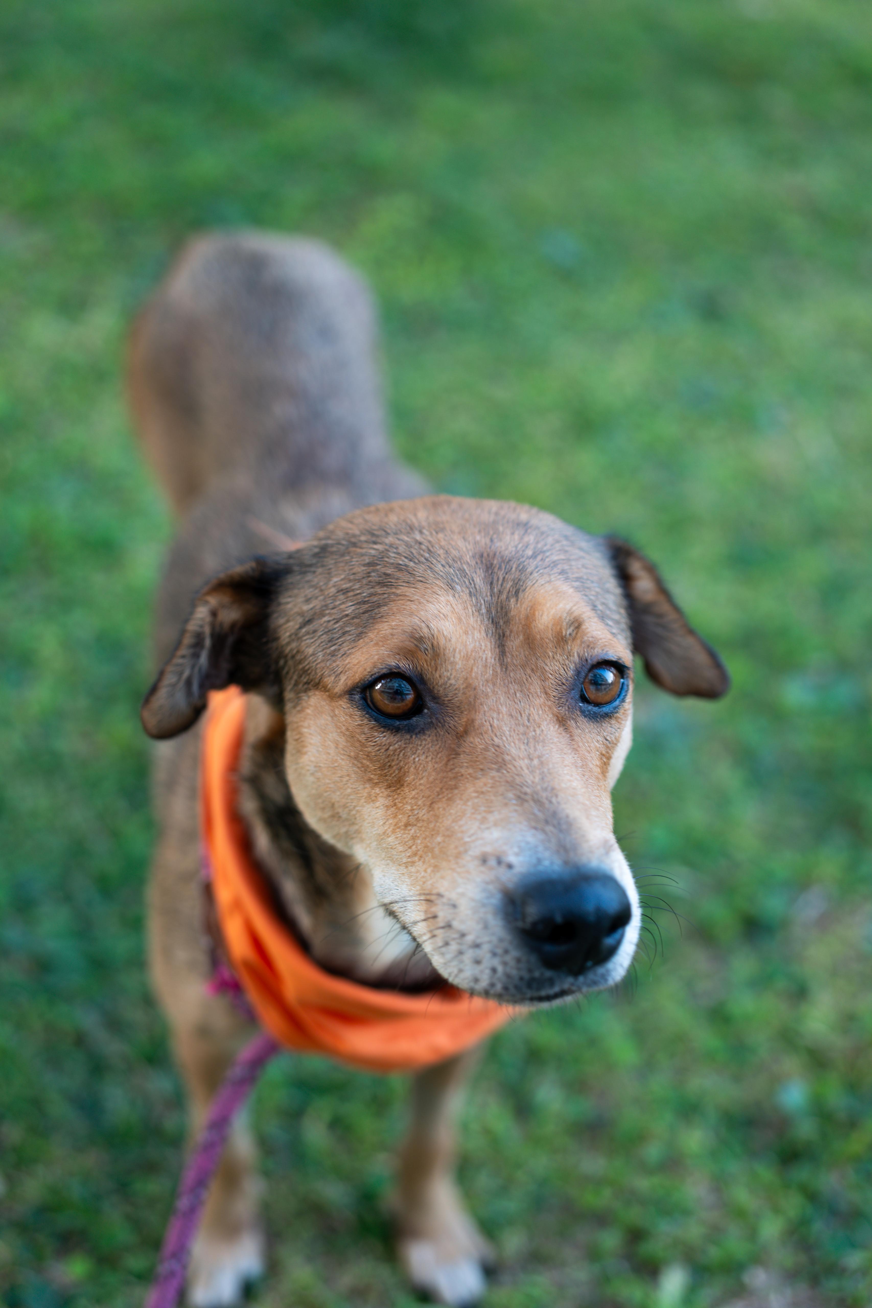 Momma Faith, a Adopted mixed breed in CHICAGO, IL image 6/6