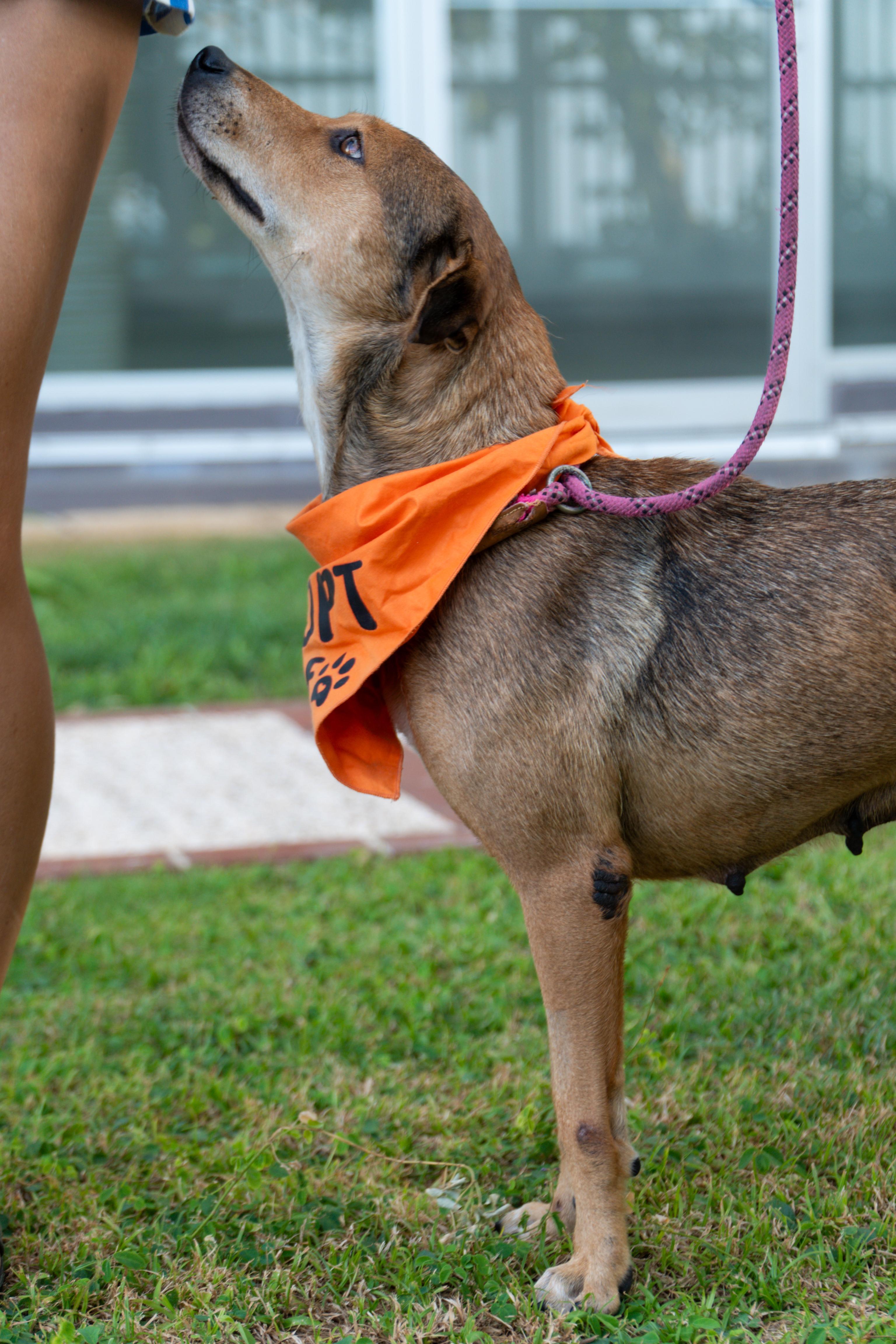 Momma Faith, a Adopted mixed breed in CHICAGO, IL image 2/6