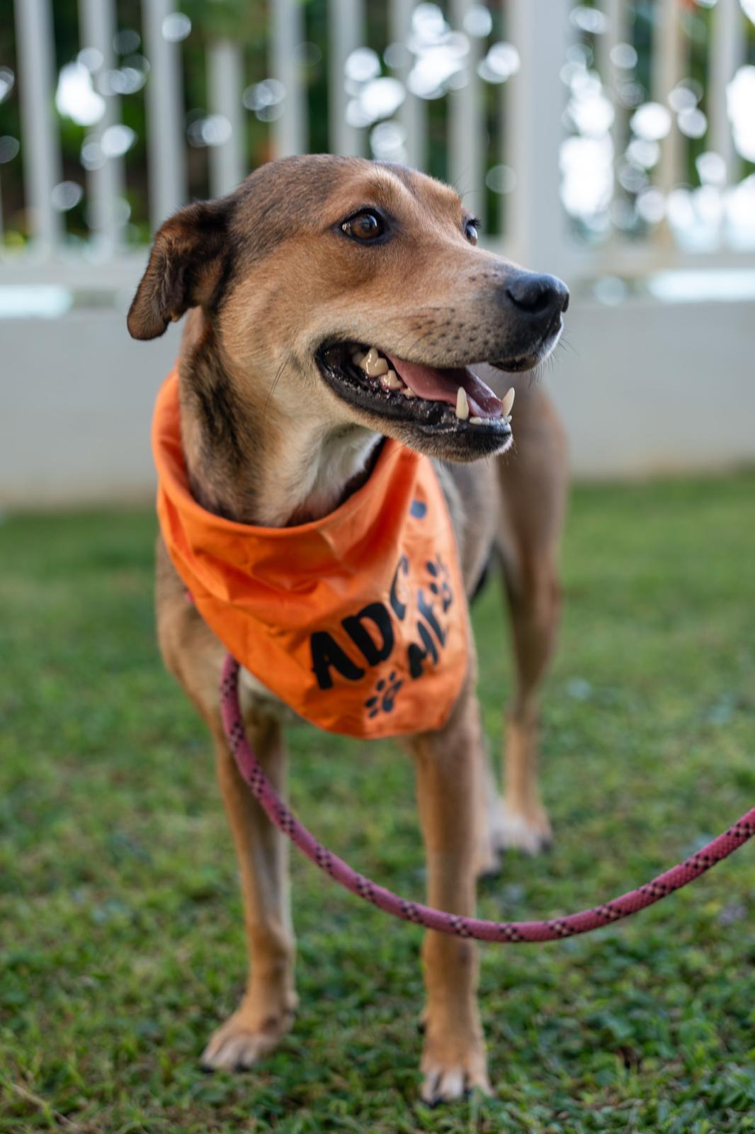 Momma Faith, a Adopted mixed breed in CHICAGO, IL image 3/6