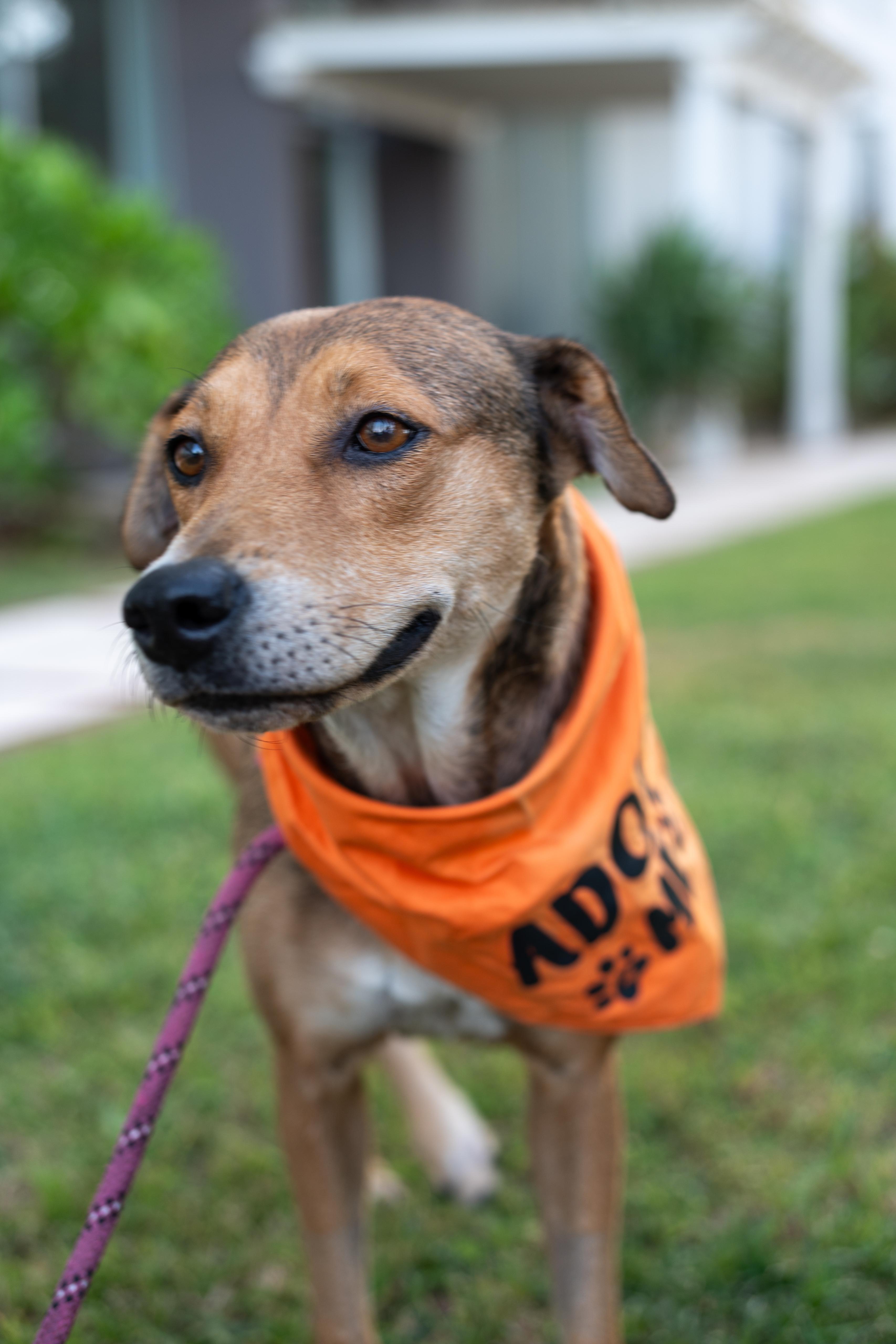 Momma Faith, a Adopted mixed breed in CHICAGO, IL image 1/6