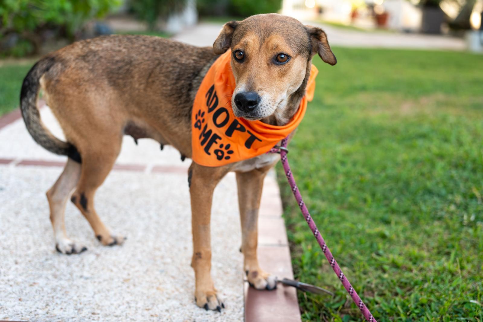 Momma Faith, a Adopted mixed breed in CHICAGO, IL image 5/6