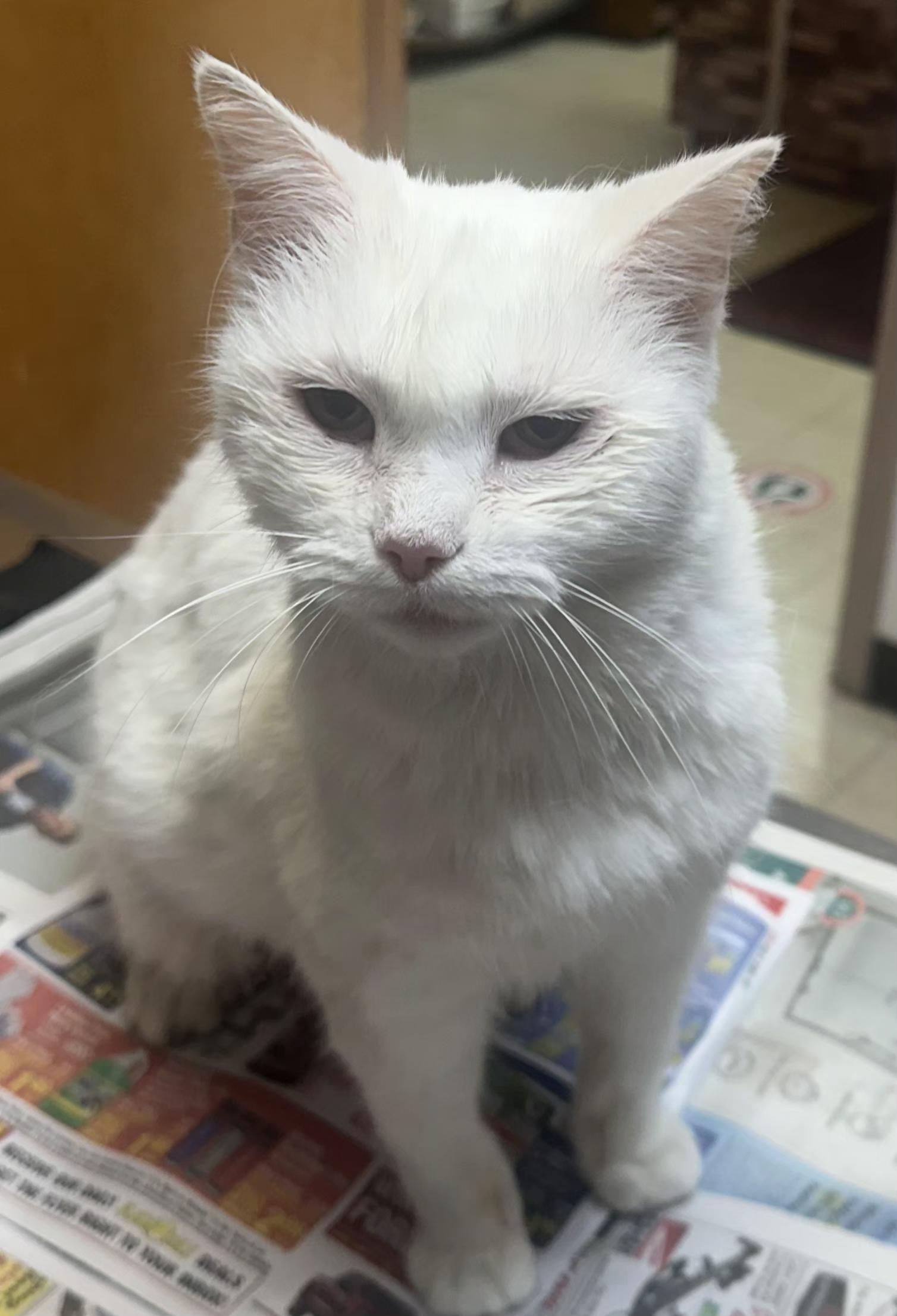 Enlarge Cheshire "Chessie", a Adoptable Domestic Short Hair in Fairview Park, OH image 1/3