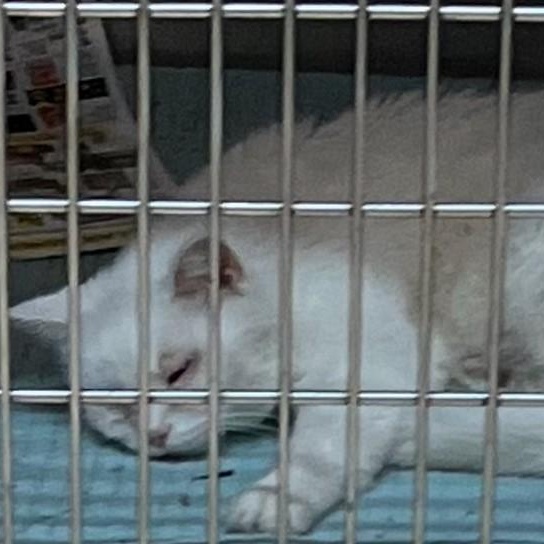 Enlarge Cheshire "Chessie", a Adoptable Domestic Short Hair in Fairview Park, OH image 3/3