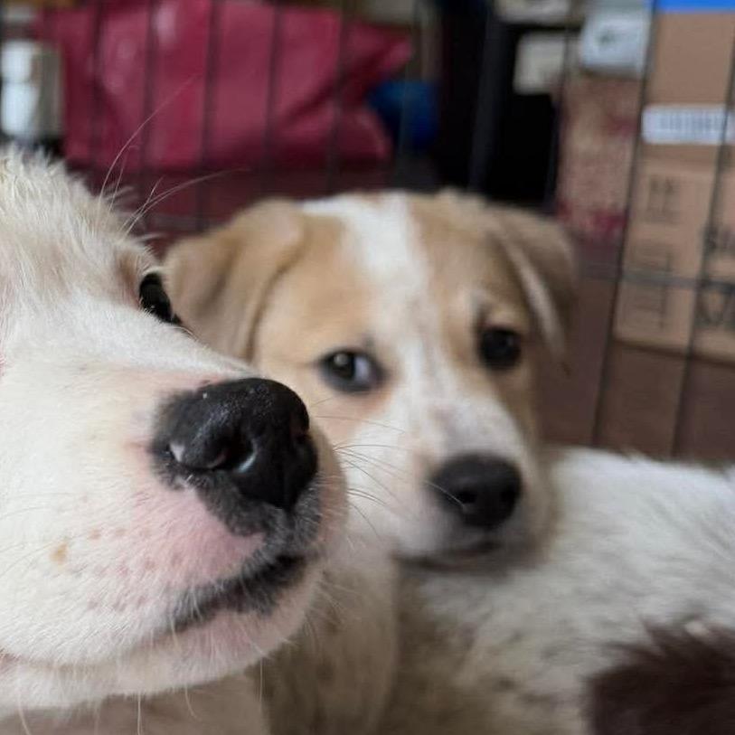 Enlarge Spidey, a Adoptable mixed breed in Kennewick , WA image 6/6