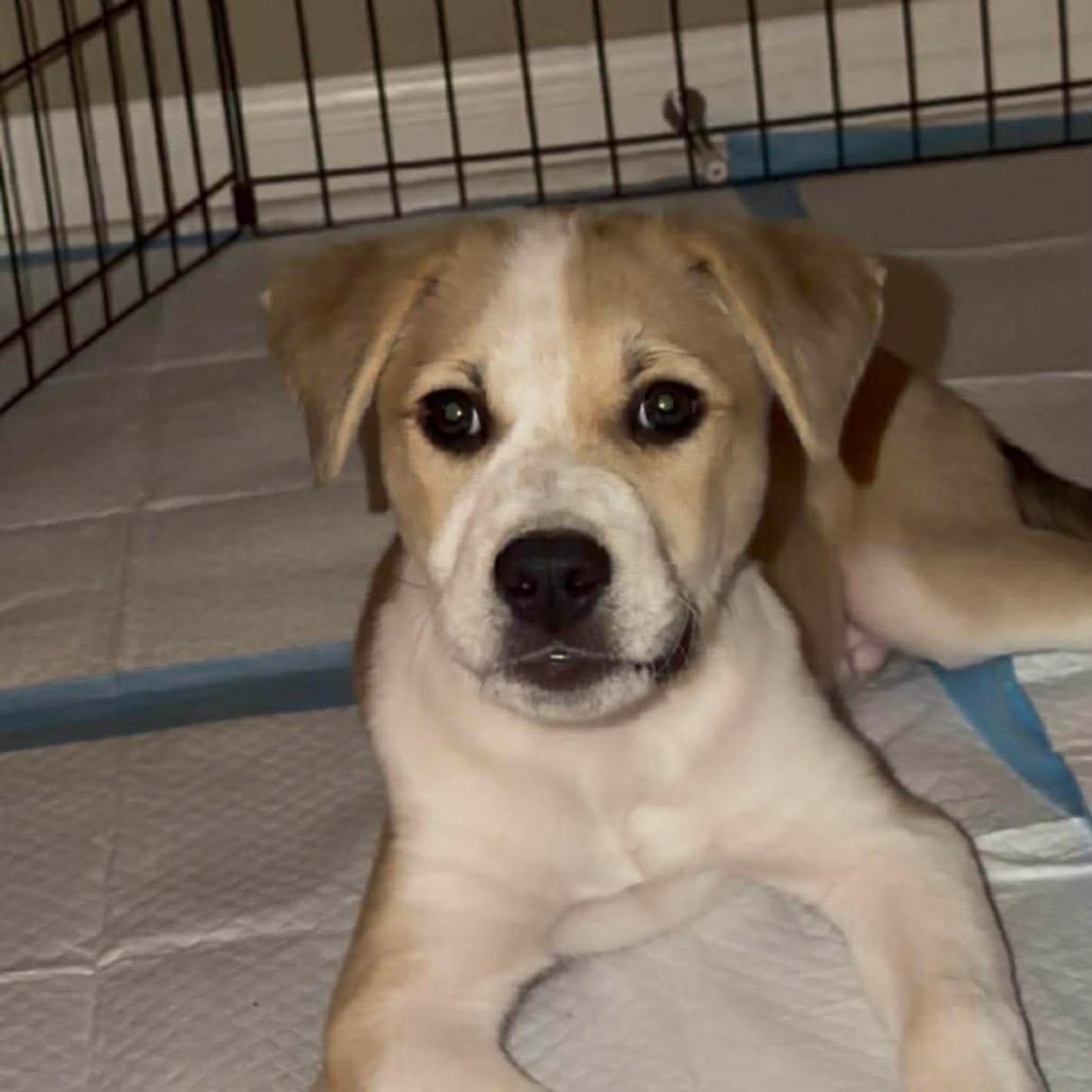 Enlarge Spidey, a Adoptable mixed breed in Kennewick , WA image 3/6