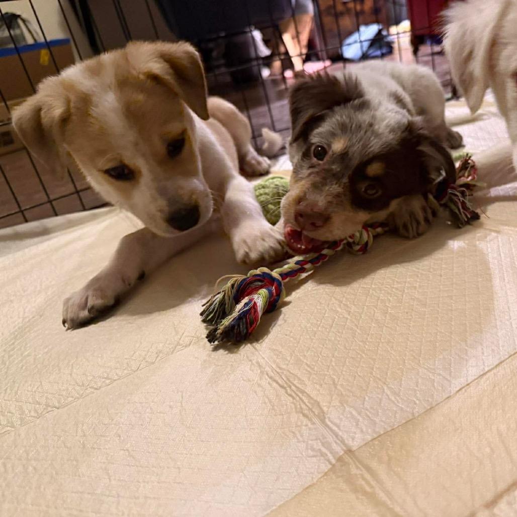 Enlarge Spidey, a Adoptable mixed breed in Kennewick , WA image 5/6