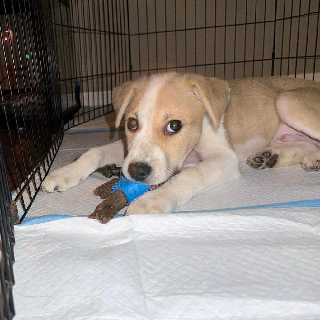 Enlarge Spidey, a Adoptable mixed breed in Kennewick , WA image 4/6