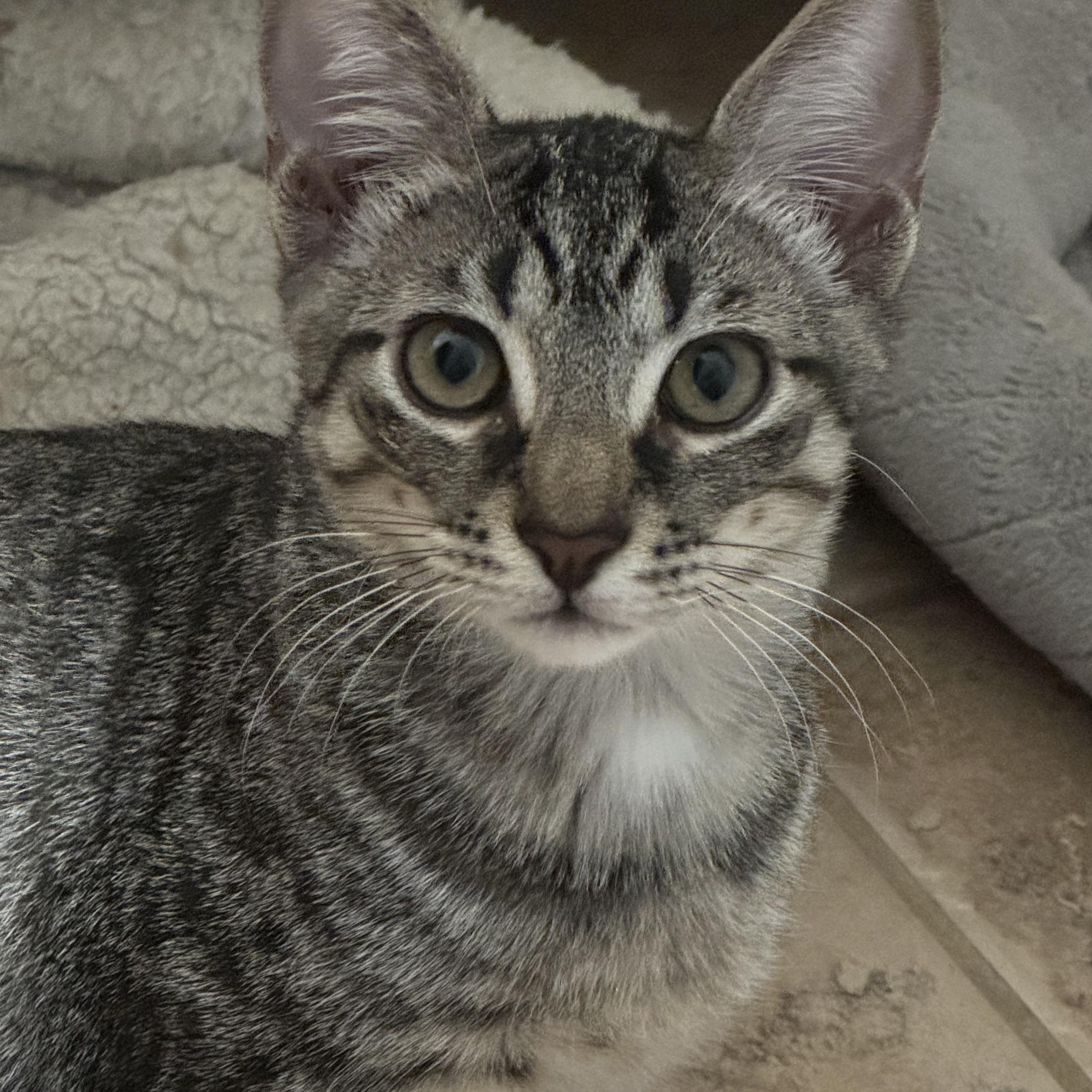 Elijah, a Adoptable mixed breed in Schertz, TX image 1/6