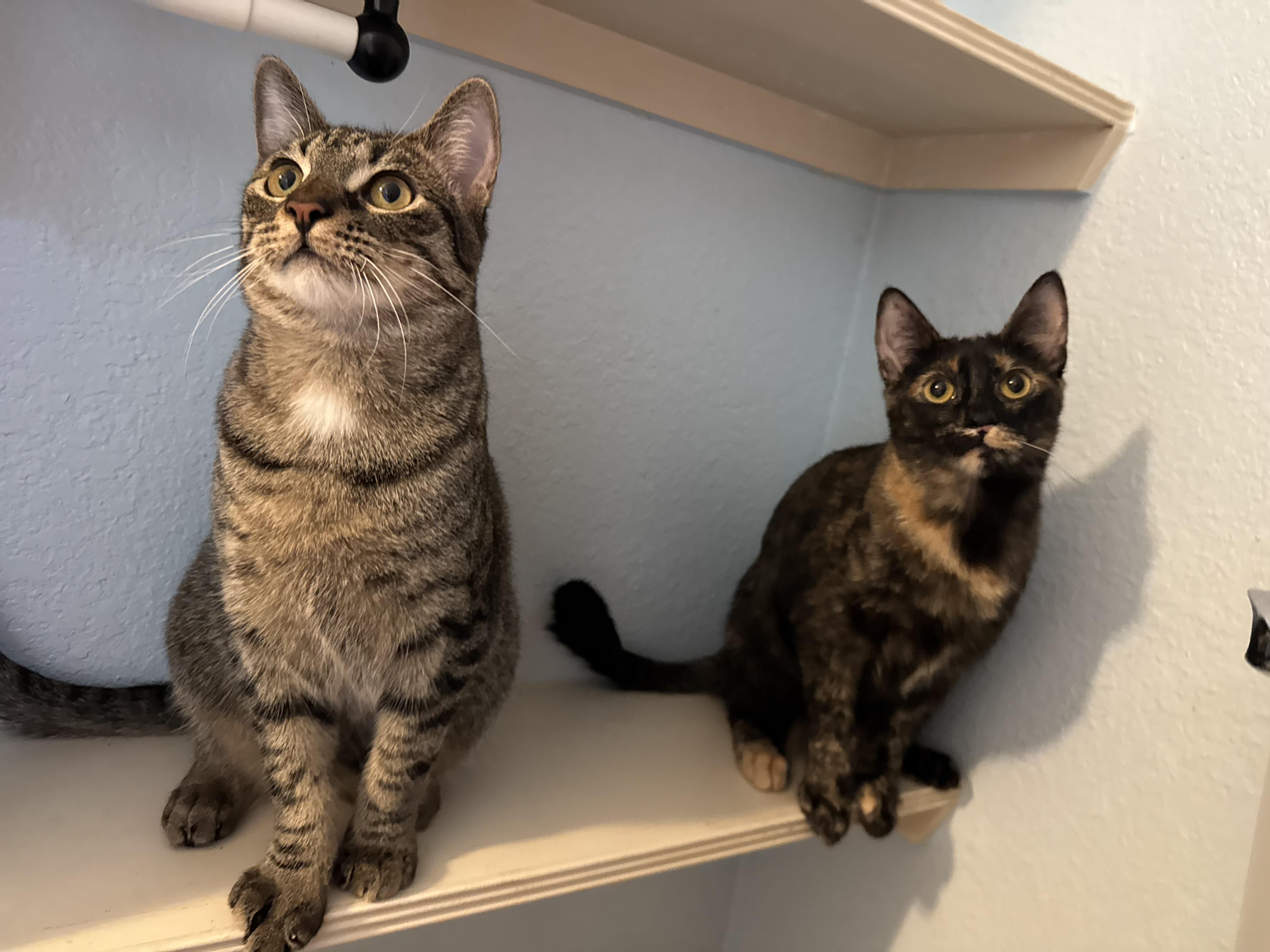 Elijah, a Adoptable mixed breed in Schertz, TX image 4/6