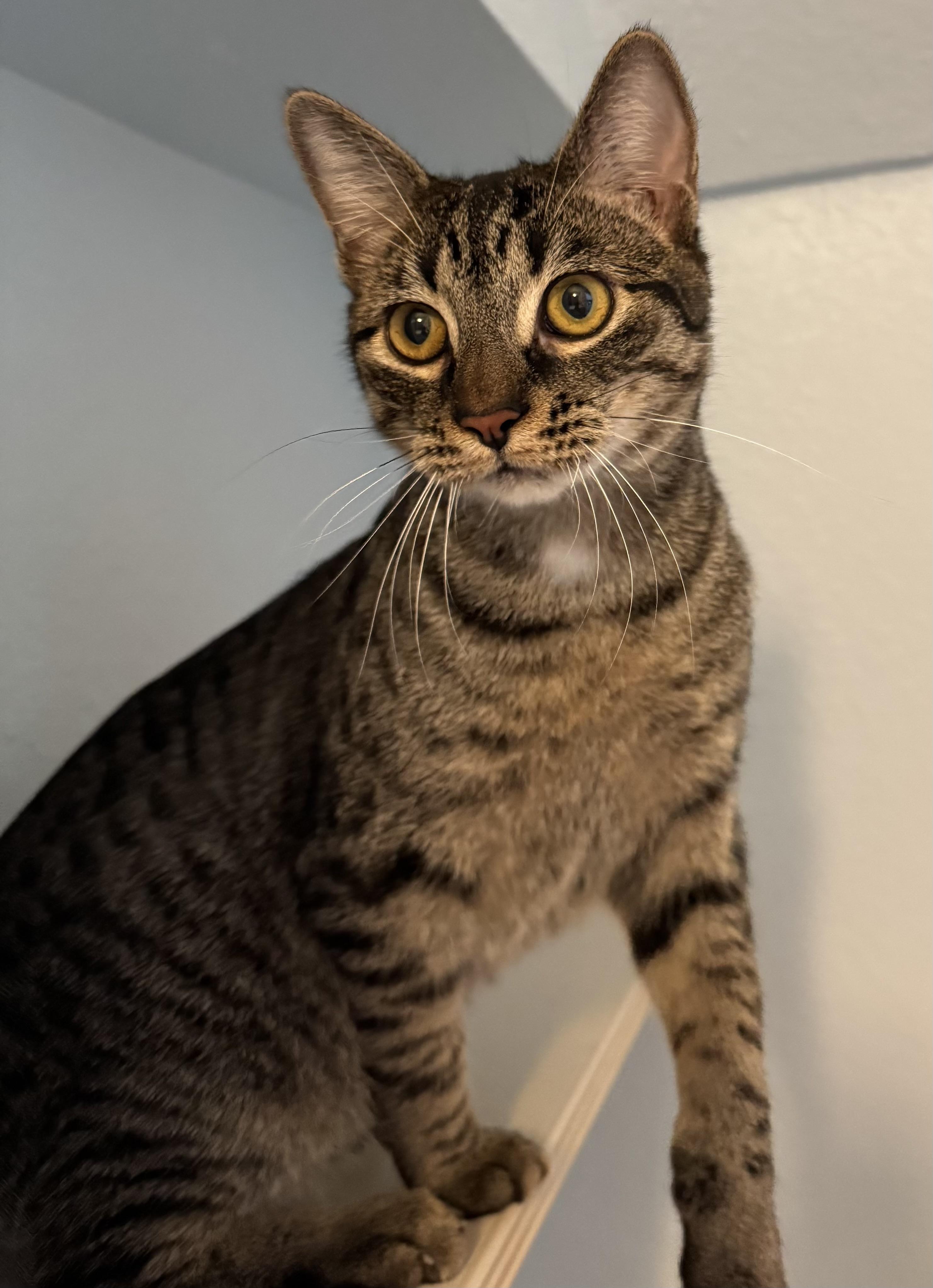 Elijah, a Adoptable mixed breed in Schertz, TX image 3/6