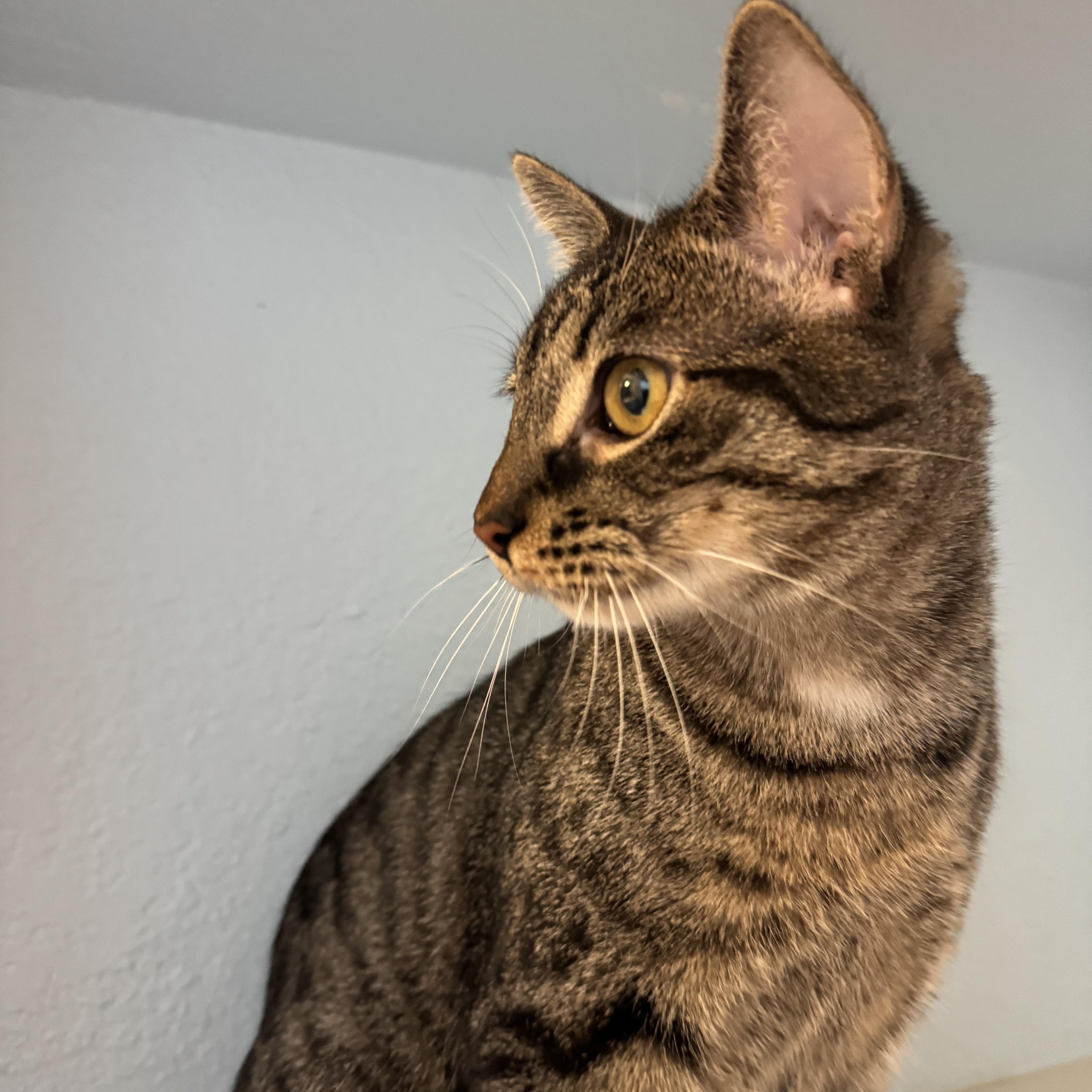 Elijah, a Adoptable mixed breed in Schertz, TX image 6/6