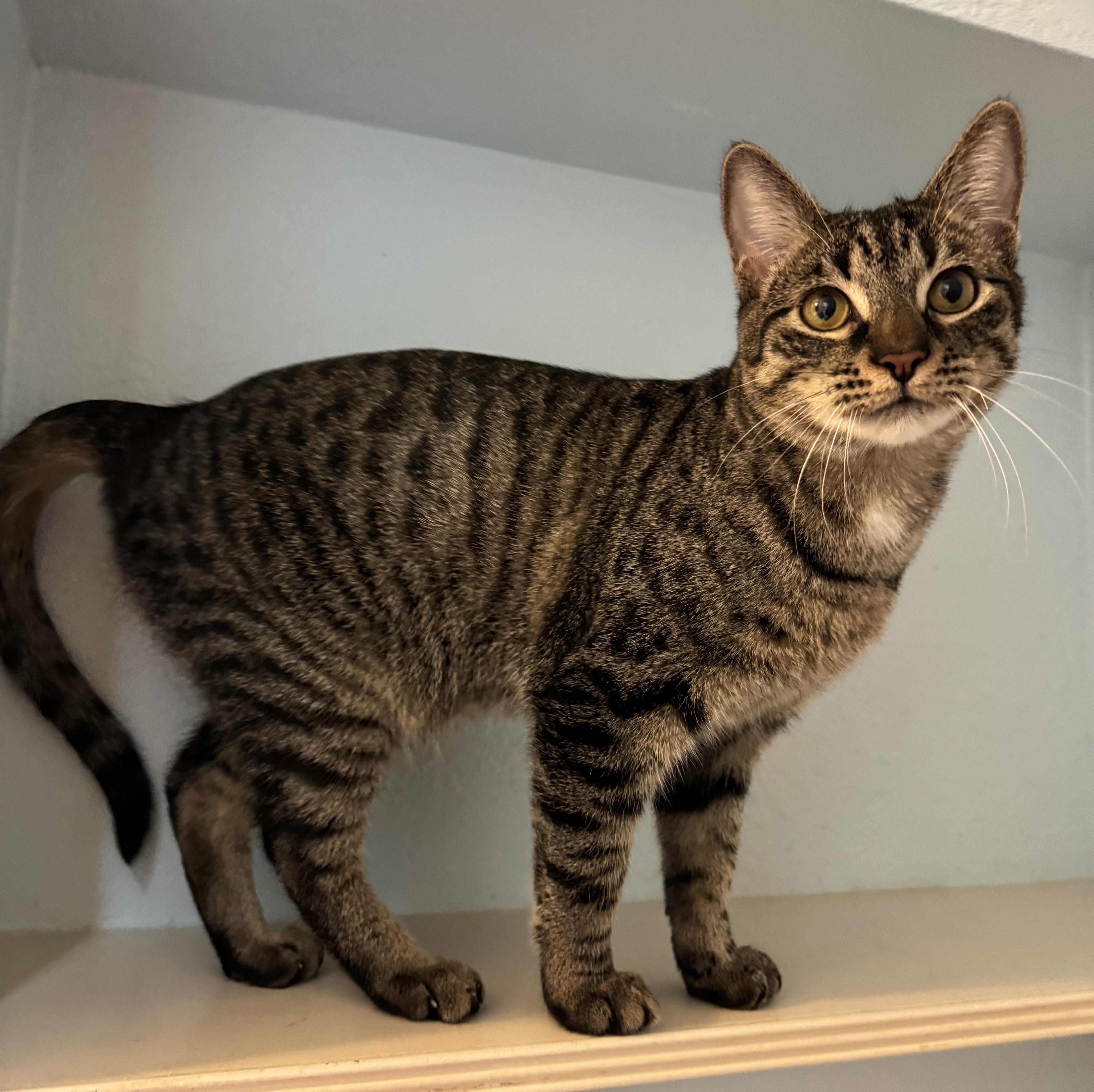 Elijah, a Adoptable mixed breed in Schertz, TX image 5/6