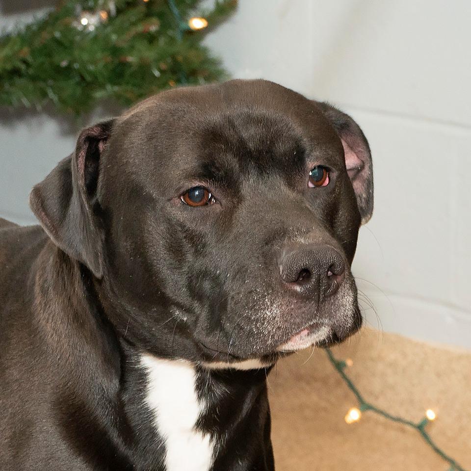 Tux, Adoptable, Adult Male Pit Bull Terrier.