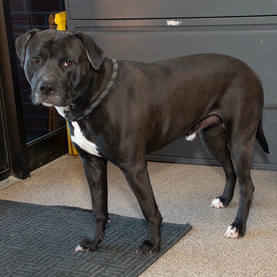 Enlarge Tux, a Adoptable mixed breed in Troy, OH image 3/6