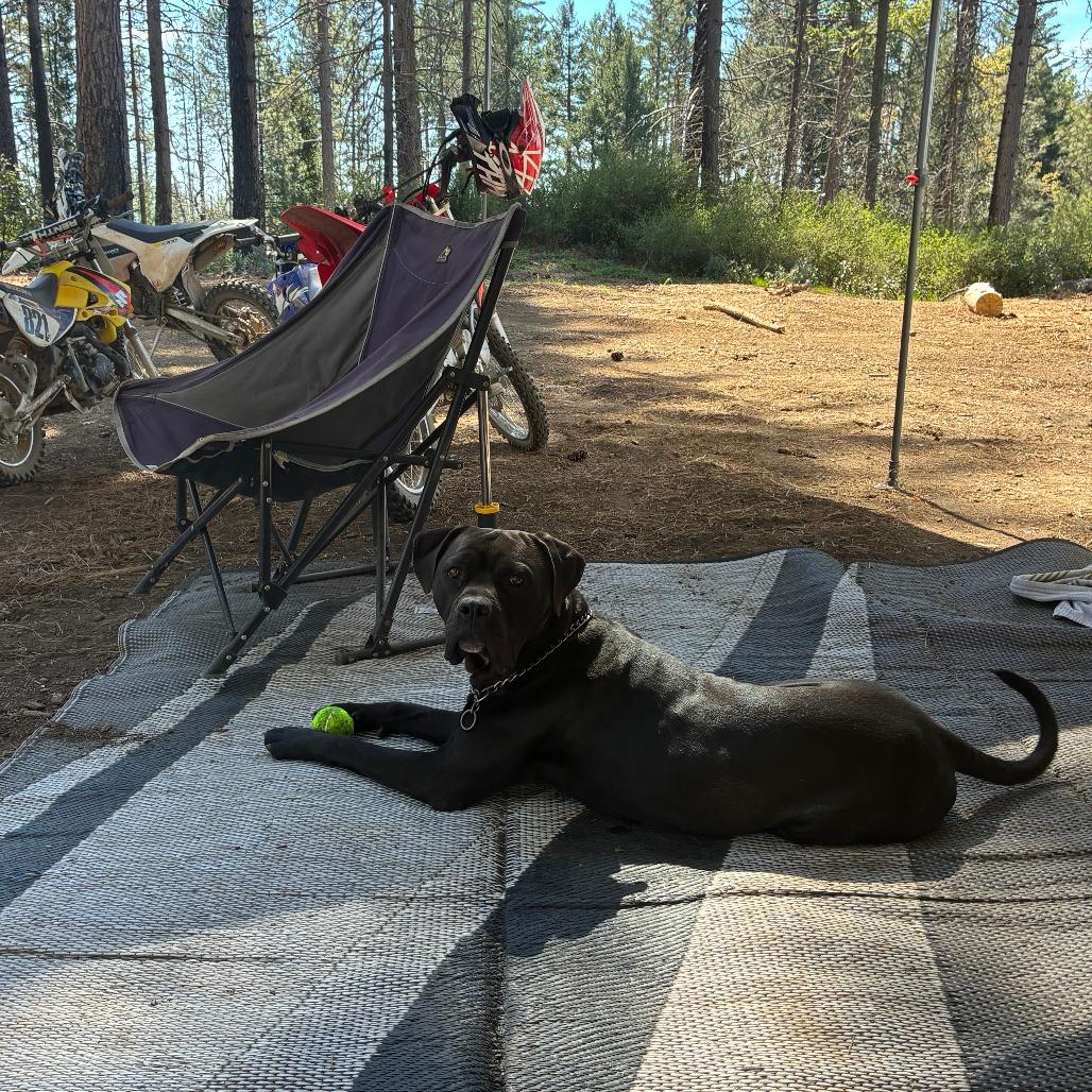 Ash, Adoptable, Young Male Boxer & Mixed Breed.