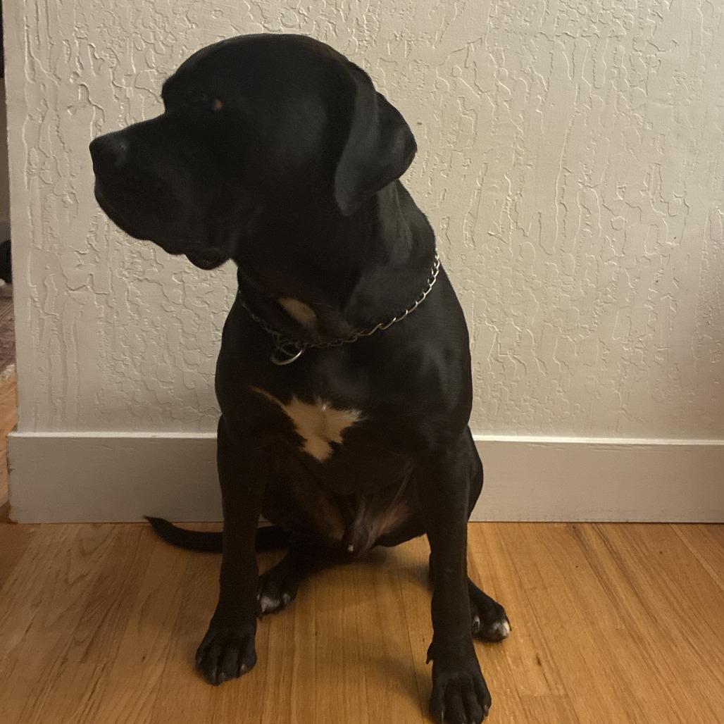 Enlarge Ash, a Adoptable mixed breed in San Mateo, CA image 2/3