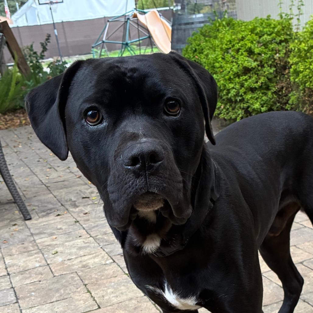 Enlarge Ash, a Adoptable mixed breed in San Mateo, CA image 3/3