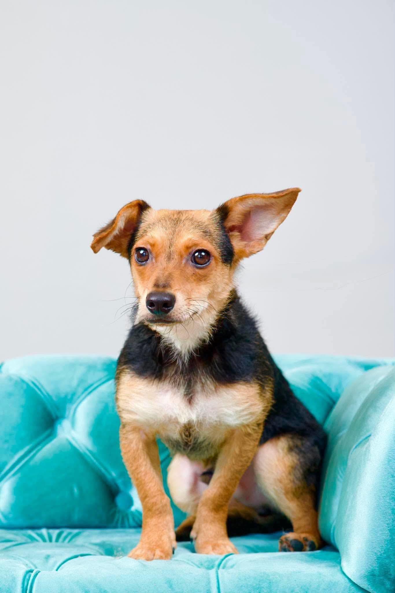Enlarge Brownie, a ADOPTABLE mixed breed in Green Bay, WI image 2/2