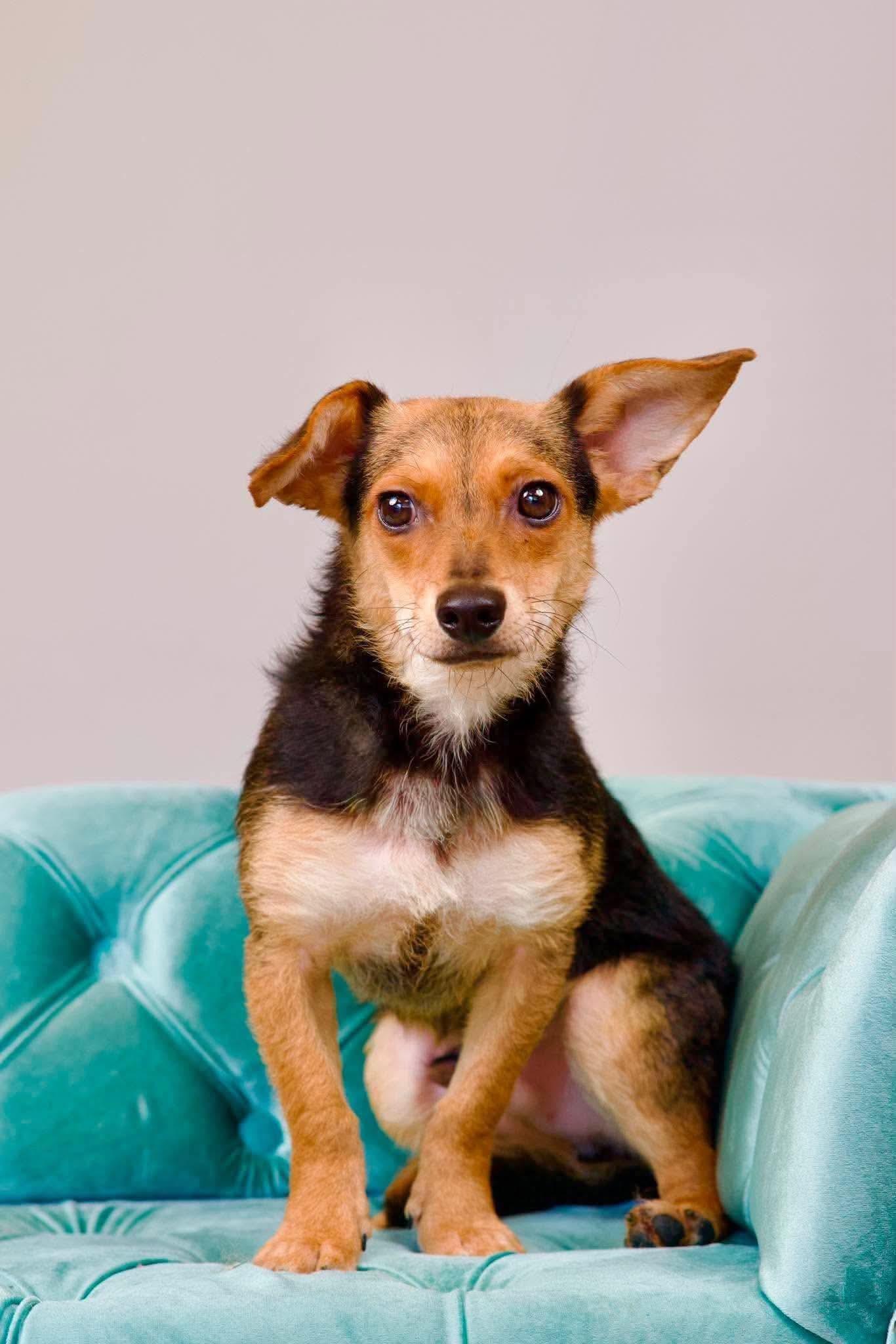 Enlarge Brownie, a ADOPTABLE mixed breed in Green Bay, WI image 1/2