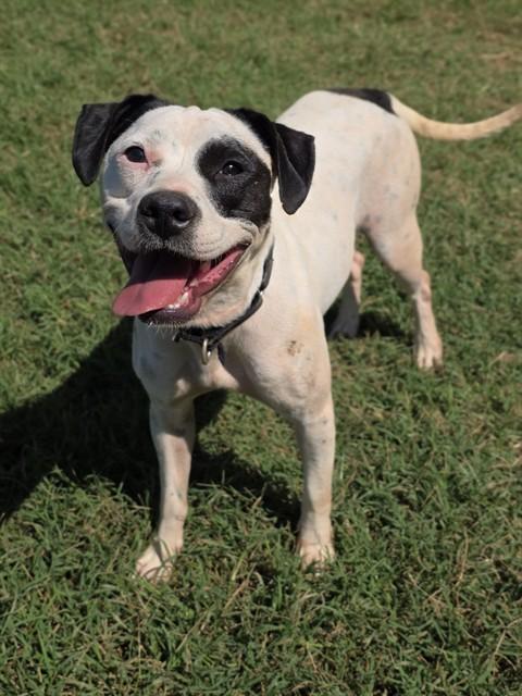 Enlarge ROTINI, a Adoptable mixed breed in York, SC image 1/1