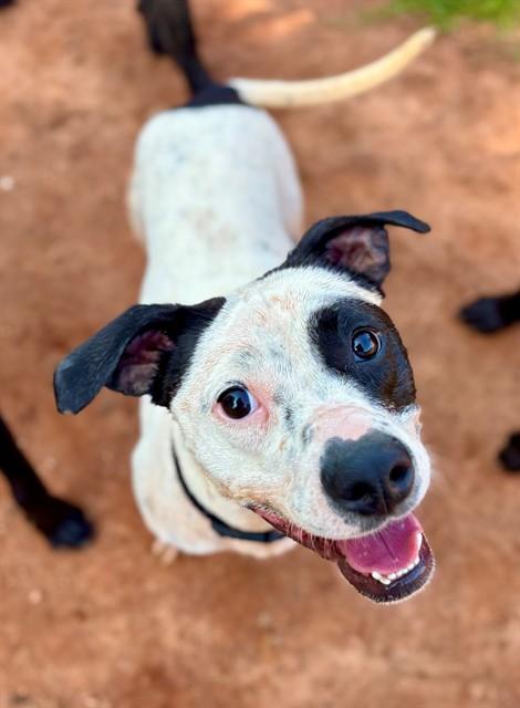 ROTINI, Adoptable, Young Female American Staffordshire Terrier.