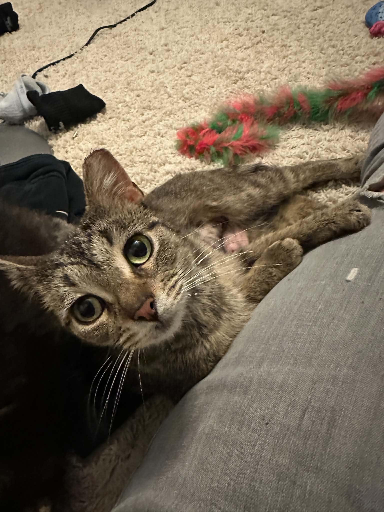 Mercyful Fate, an adoptable Domestic Short Hair in Milwaukee, WI image 3/3