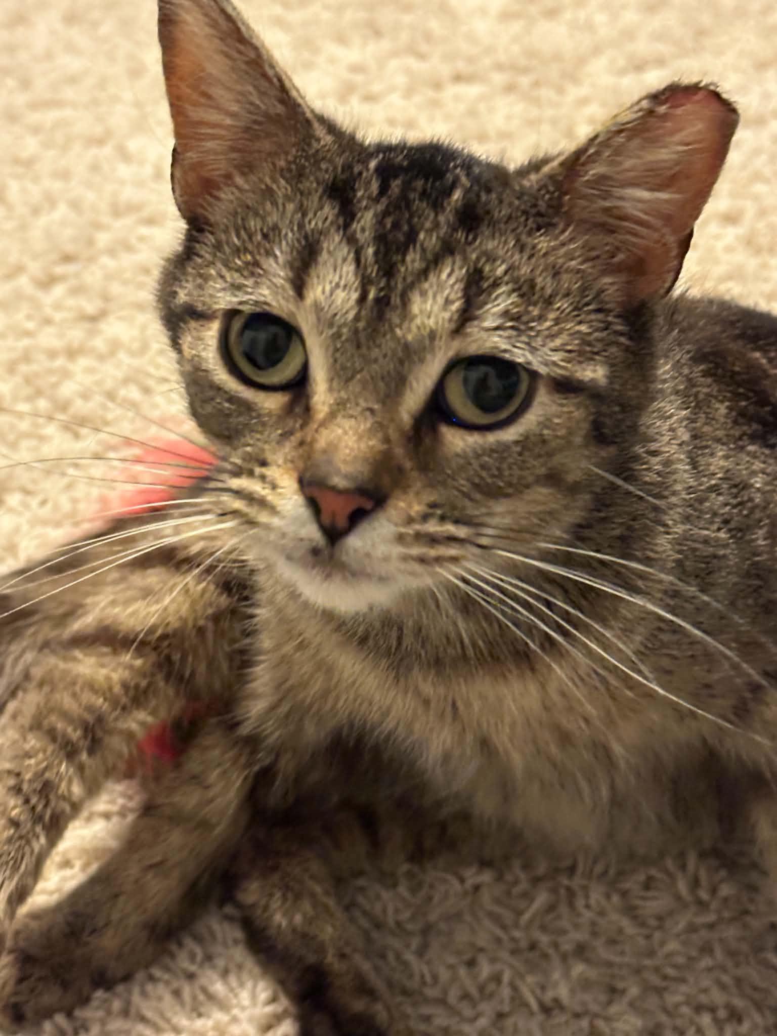 Mercyful Fate, adoptable, Young Female Domestic Short Hair.
