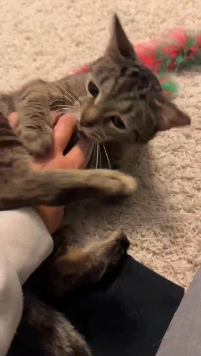 Enlarge Mercyful Fate, an adoptable Domestic Short Hair in Milwaukee, WI video 2/3