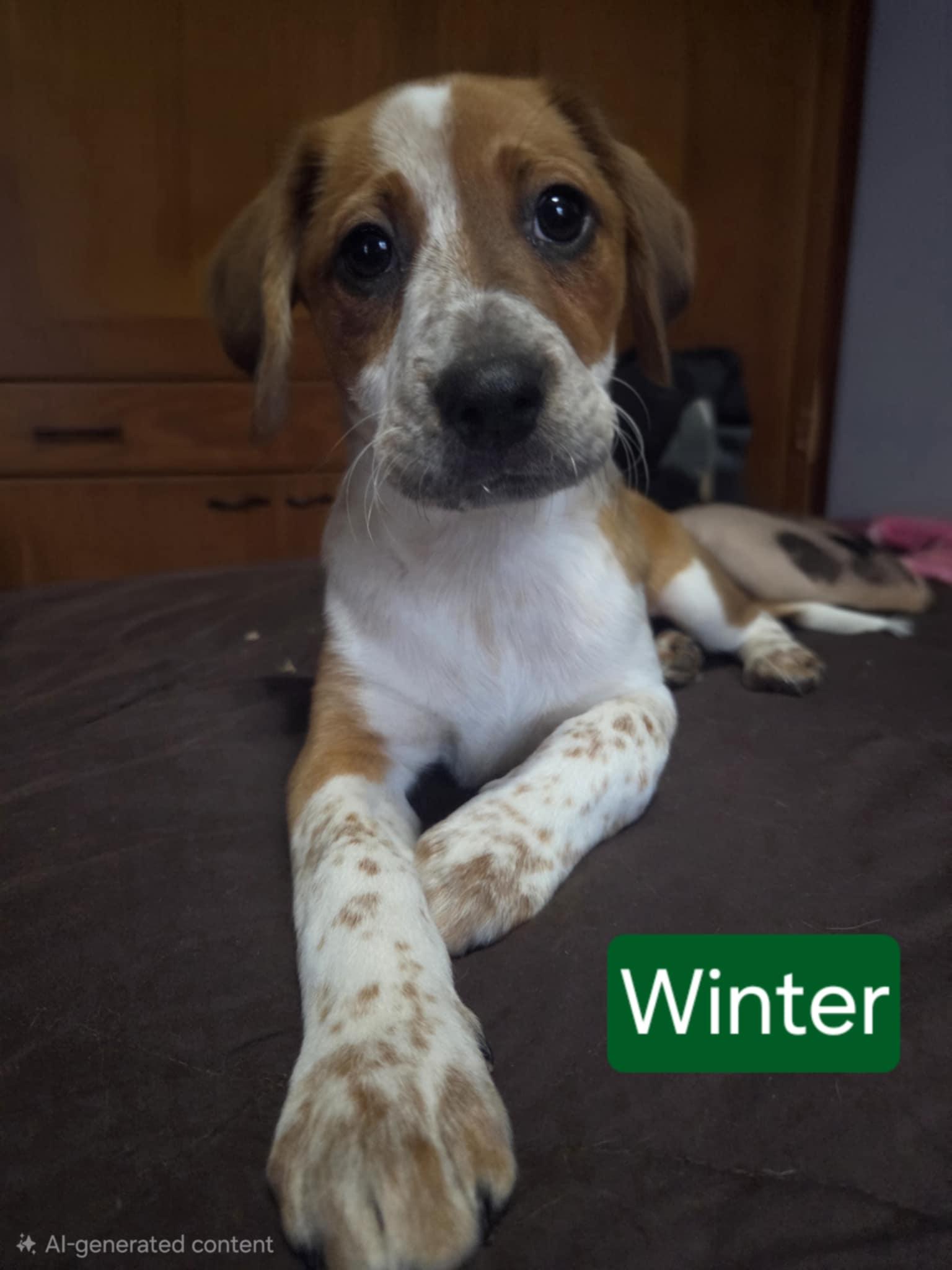 Winter, Adoptable, Puppy Female Hound.