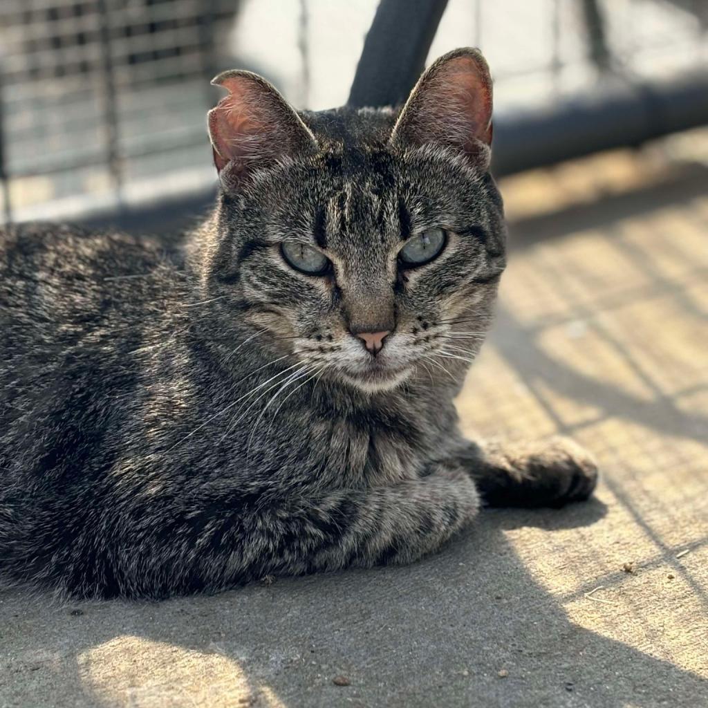 Wendy, a Adoptable Domestic Short Hair in Sheridan, WY image 1/2