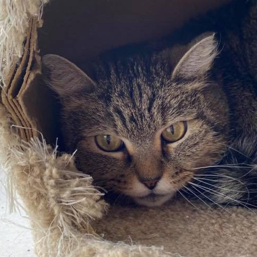 Wendy, a Adoptable Domestic Short Hair in Sheridan, WY image 2/2