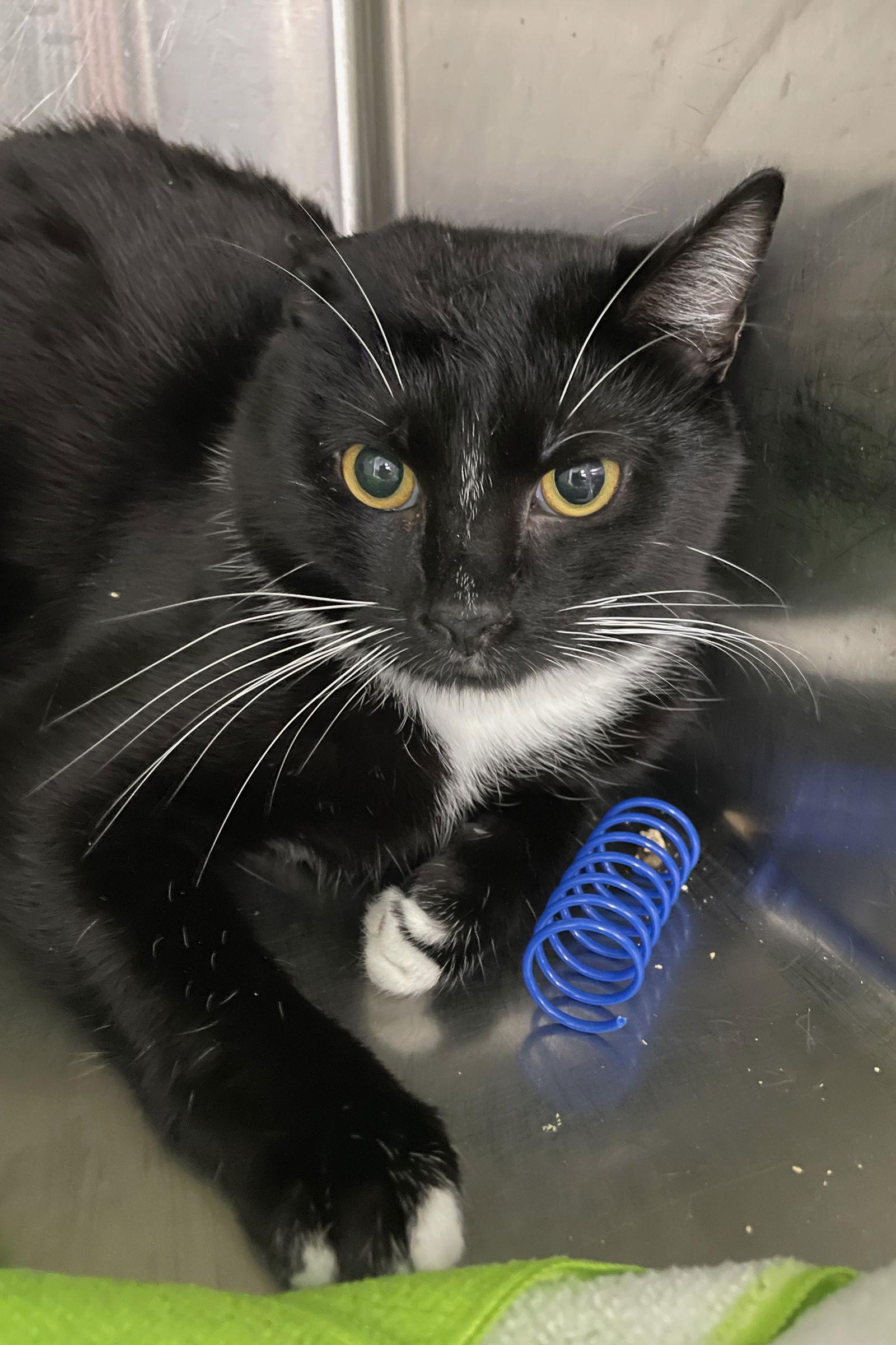 Raven, Adoptable, Young Female Domestic Short Hair.