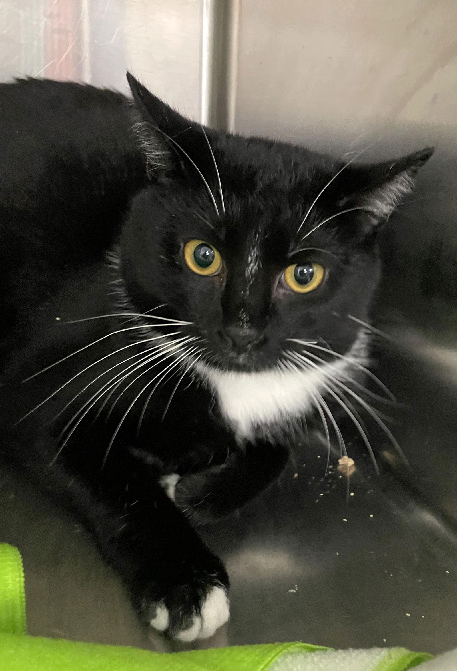 Enlarge Raven, a Adoptable Domestic Short Hair in Carrollton, GA image 2/3