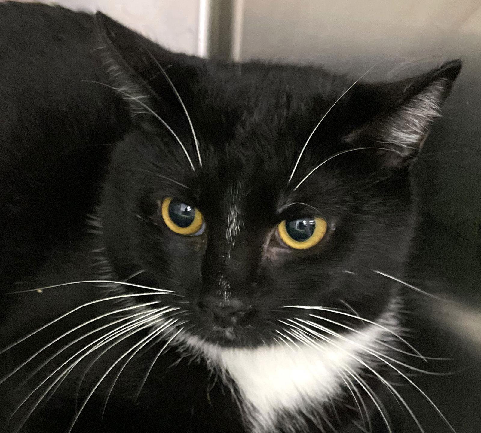 Enlarge Raven, a Adoptable Domestic Short Hair in Carrollton, GA image 3/3