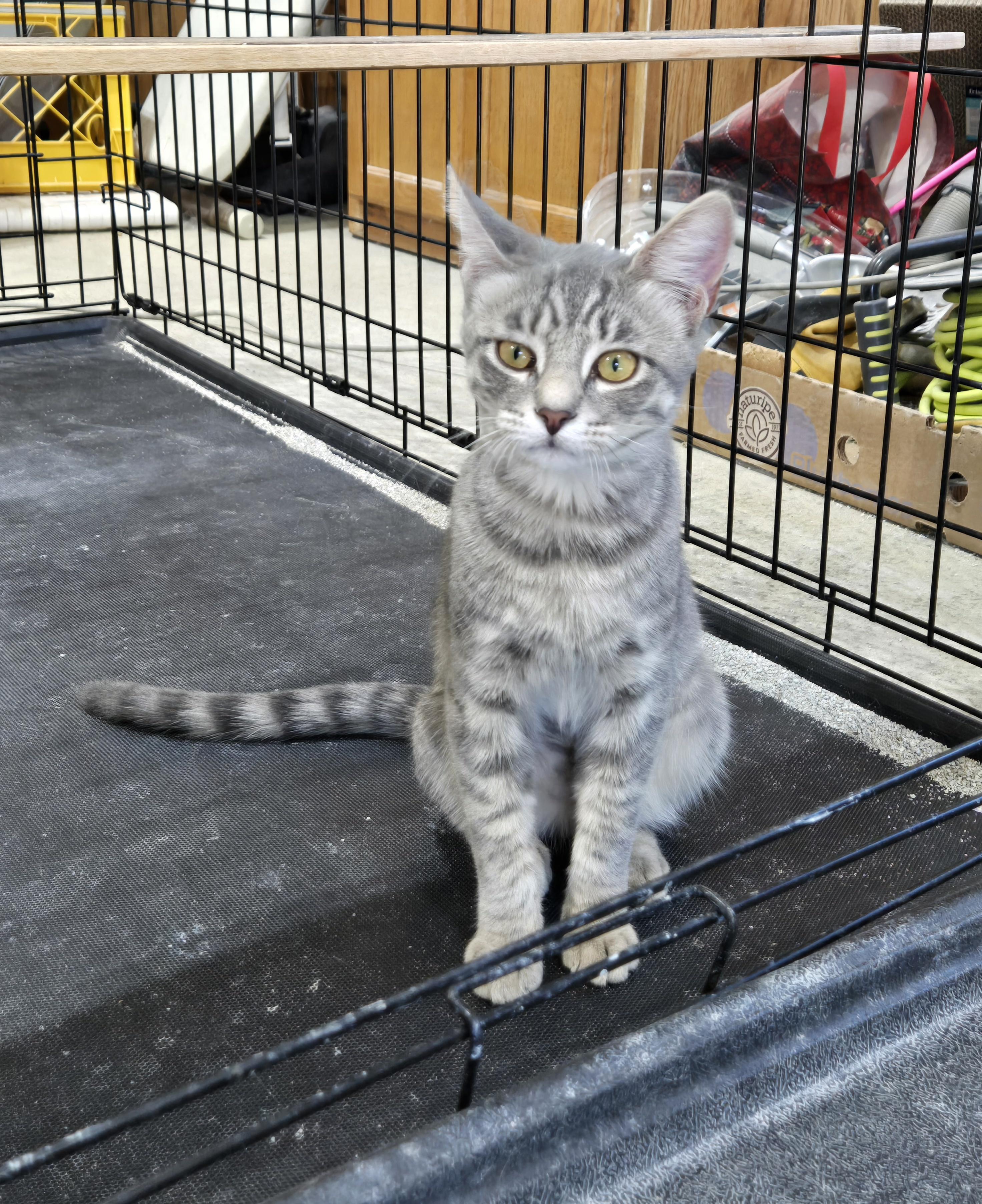 Luke, an adoptable Domestic Short Hair in Steamboat Springs, CO, 80477 | Photo Image 1