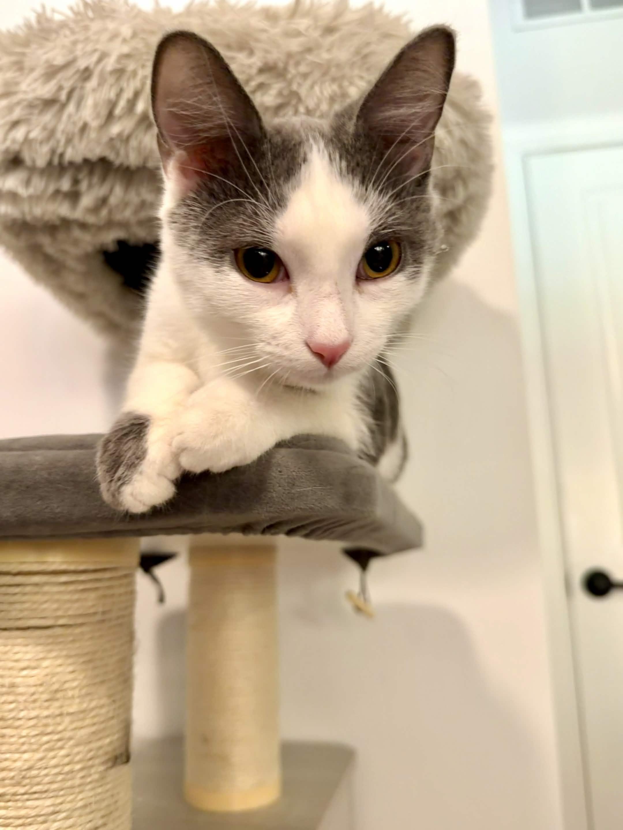 Enlarge Nonfunctional Fireplace, a Adopted Domestic Short Hair in Cleveland Heights, OH image 2/2
