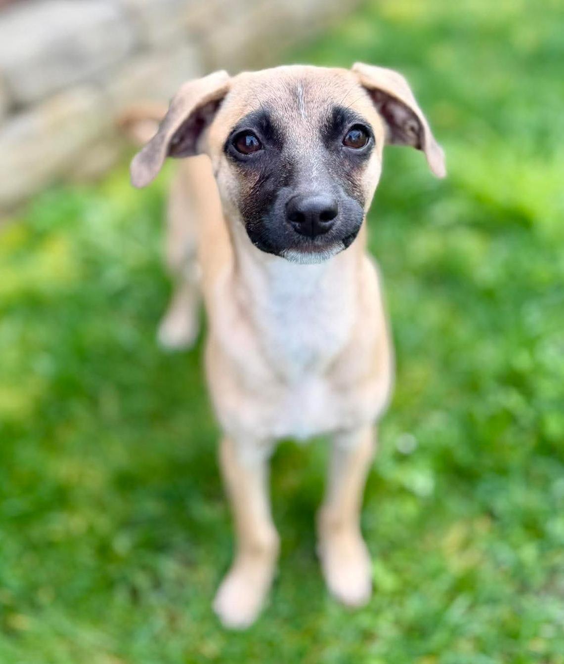 Enlarge Lexus, a Adoptable mixed breed in Silvana, WA image 1/6
