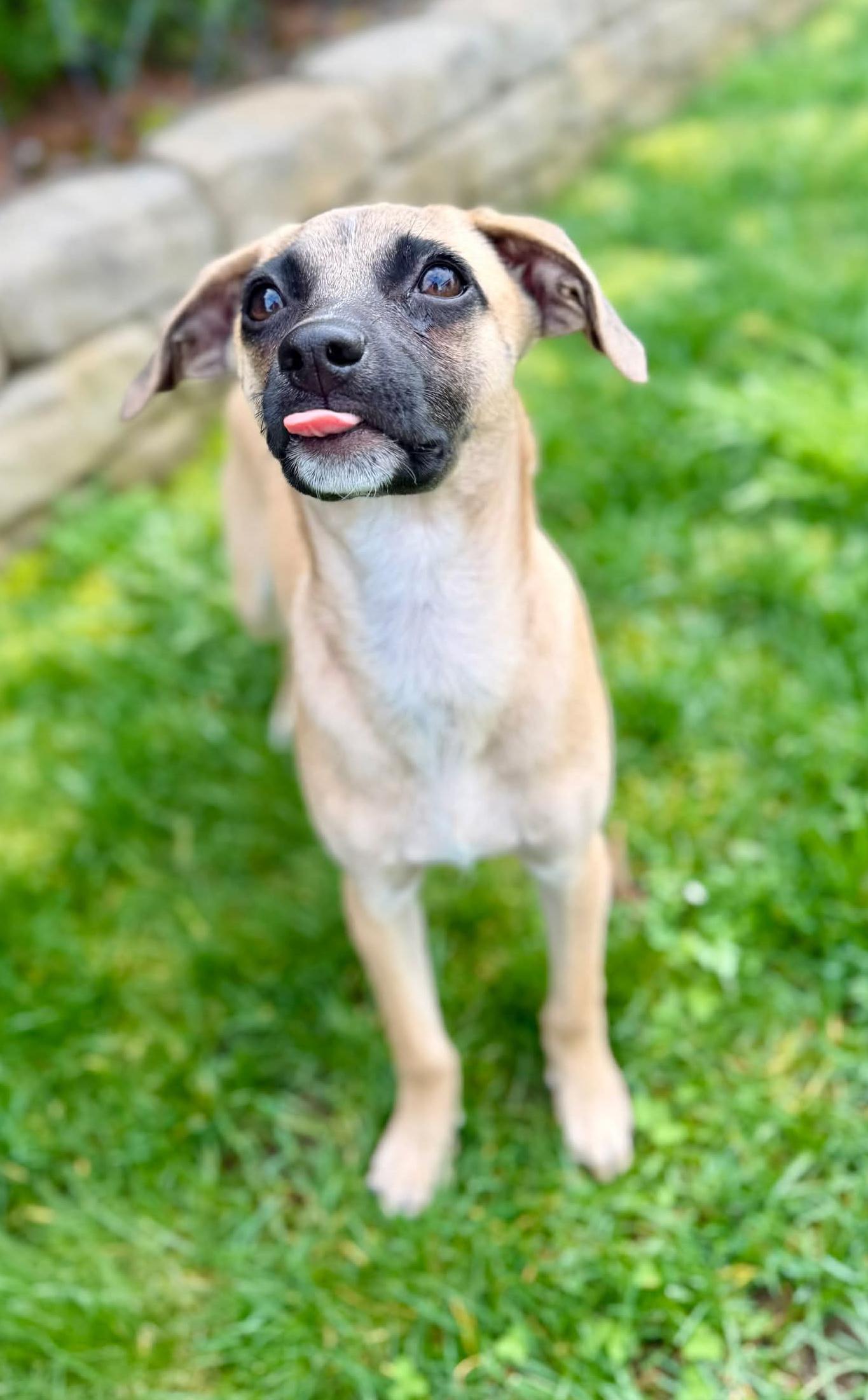 Enlarge Lexus, a Adoptable mixed breed in Silvana, WA image 2/6