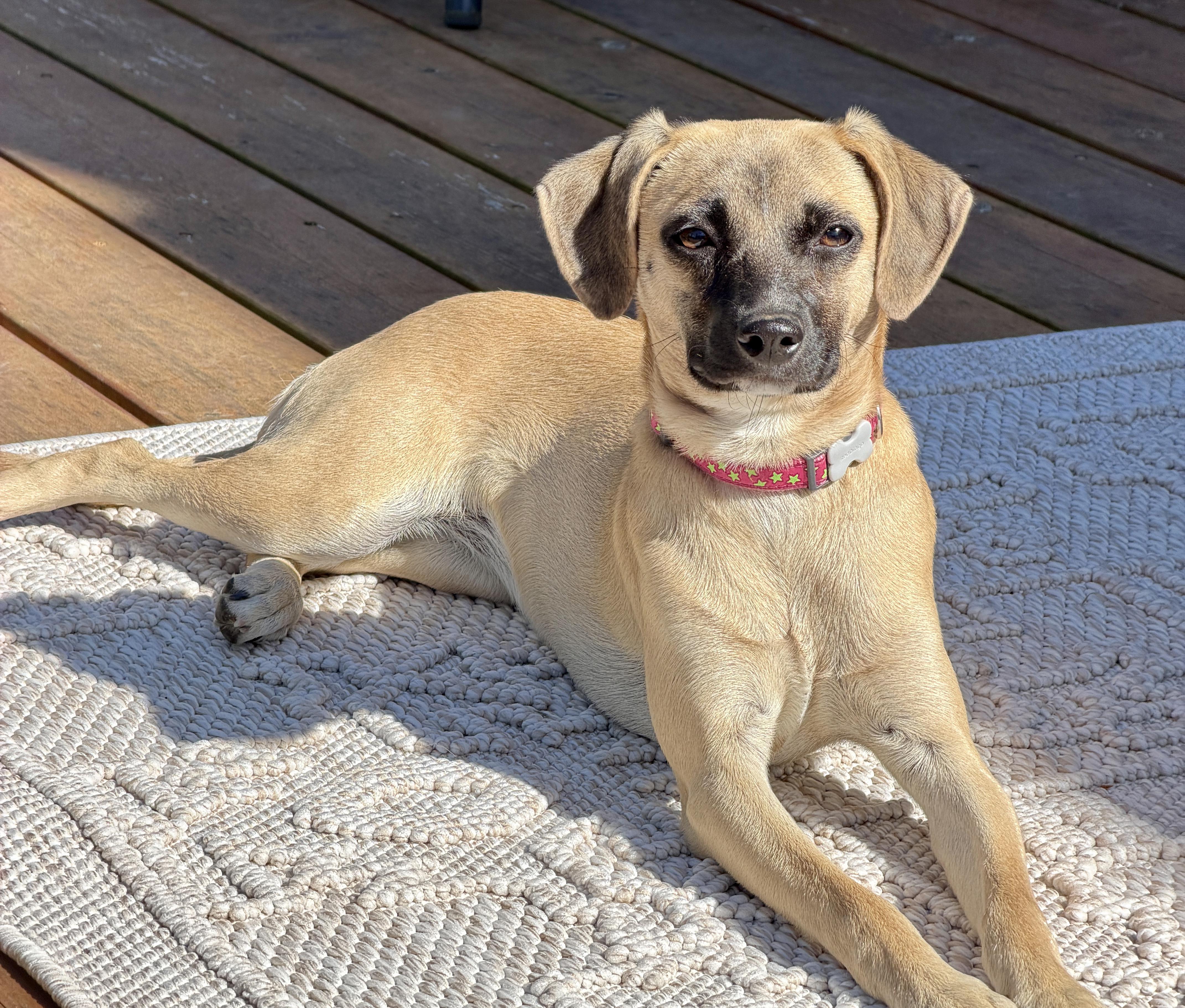 Lexus, Adoptable, Puppy Female Chihuahua & Rat Terrier.